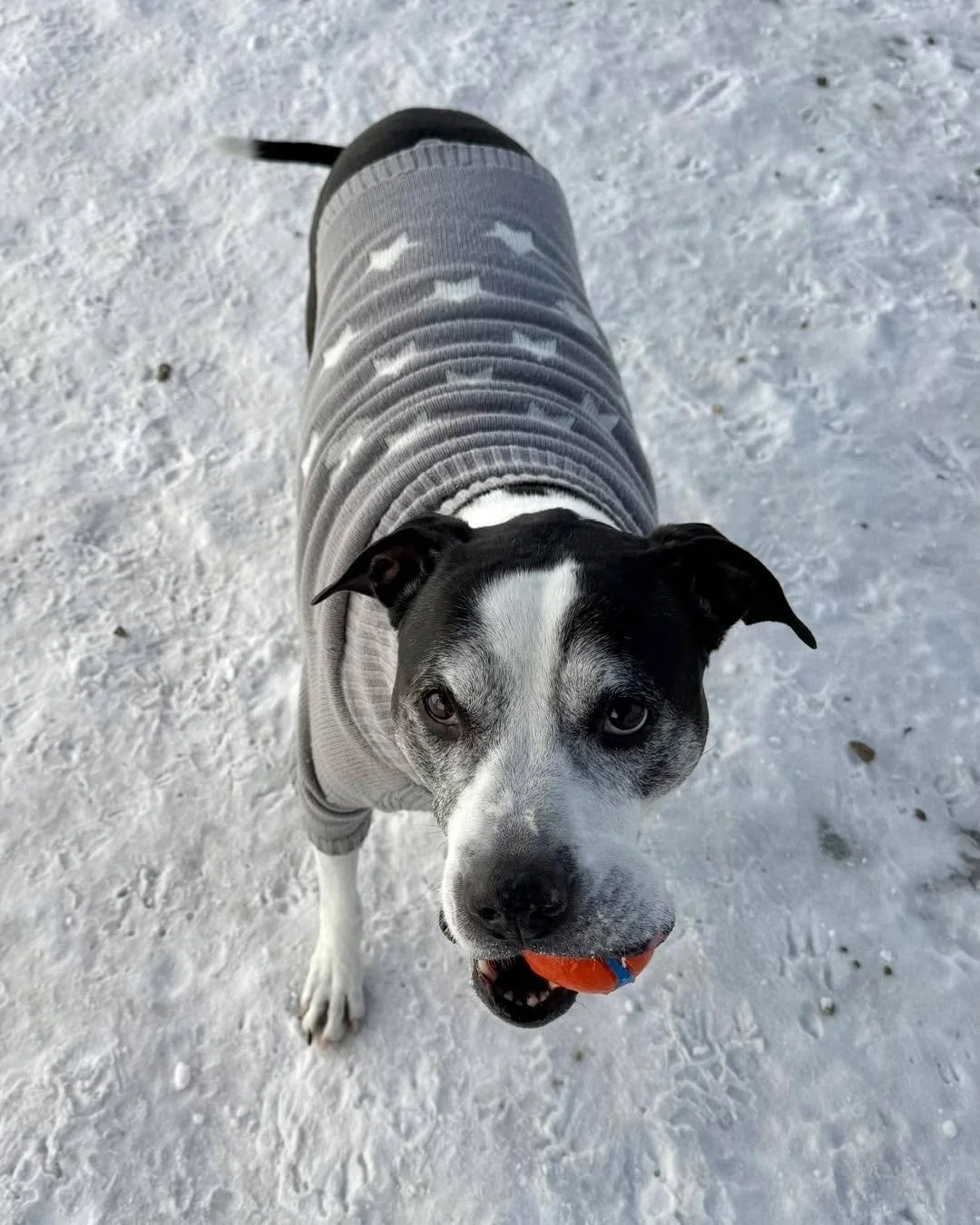 Everyone has been obsessed with the little orange balls lately!🏀

#minnesotadoggrooming #luxurydogboarding #doghotel #luxurydog #dogresort #minnesotadogs #dogboardinglife #minnesotadog #dogboarding #luxurydoghotel #dogspa #luxurydogs #mndogs #mydog 