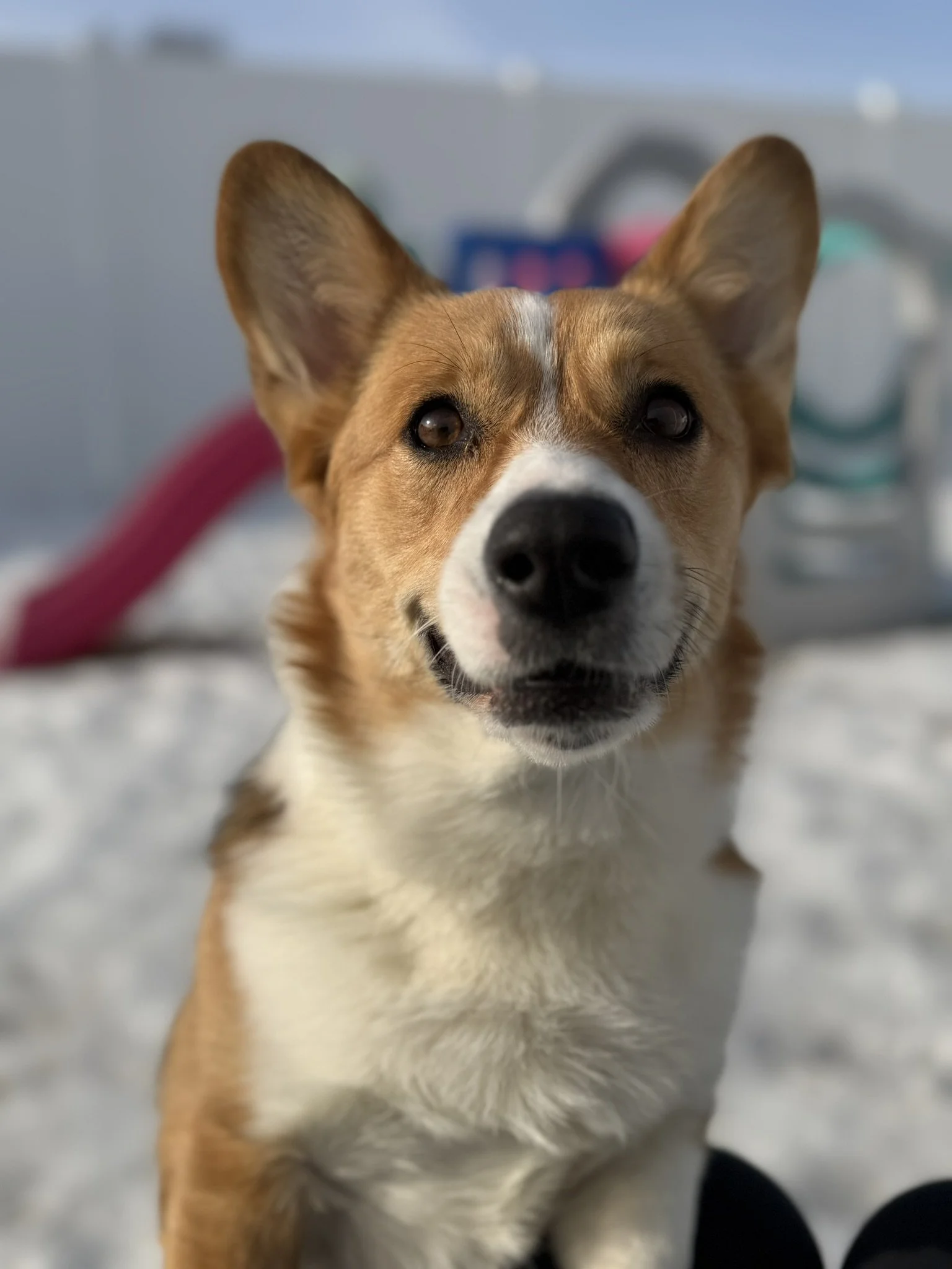 Winter Safety Tips to Keep Your Dog Happy &amp; Healthy