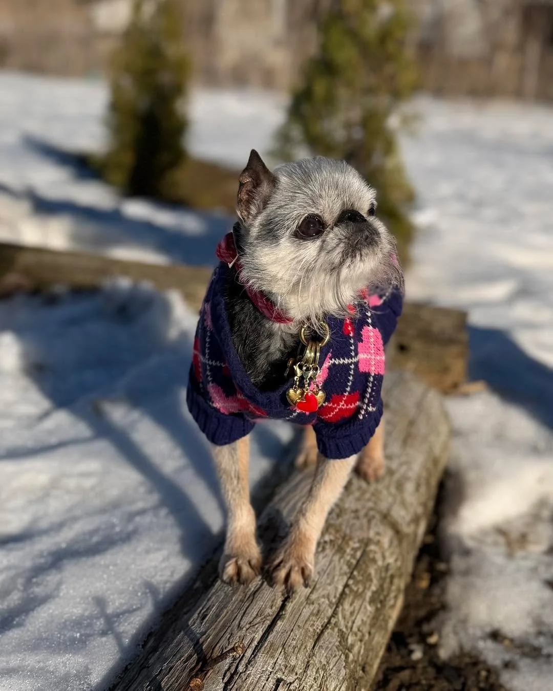 Frodo&rsquo;s Fashion Show- Valentines Edition! 🩷💙💜 

#dogsoftiktok #dogslife #dogsofinstaworld #dogsofinstagram #dogs #dogsparadise #dogspaday #dogstagram #boardingkennellife #dogsofig #dogspa #dogsofinsta #FrodosFashionFriday #brusselsgriffonsof