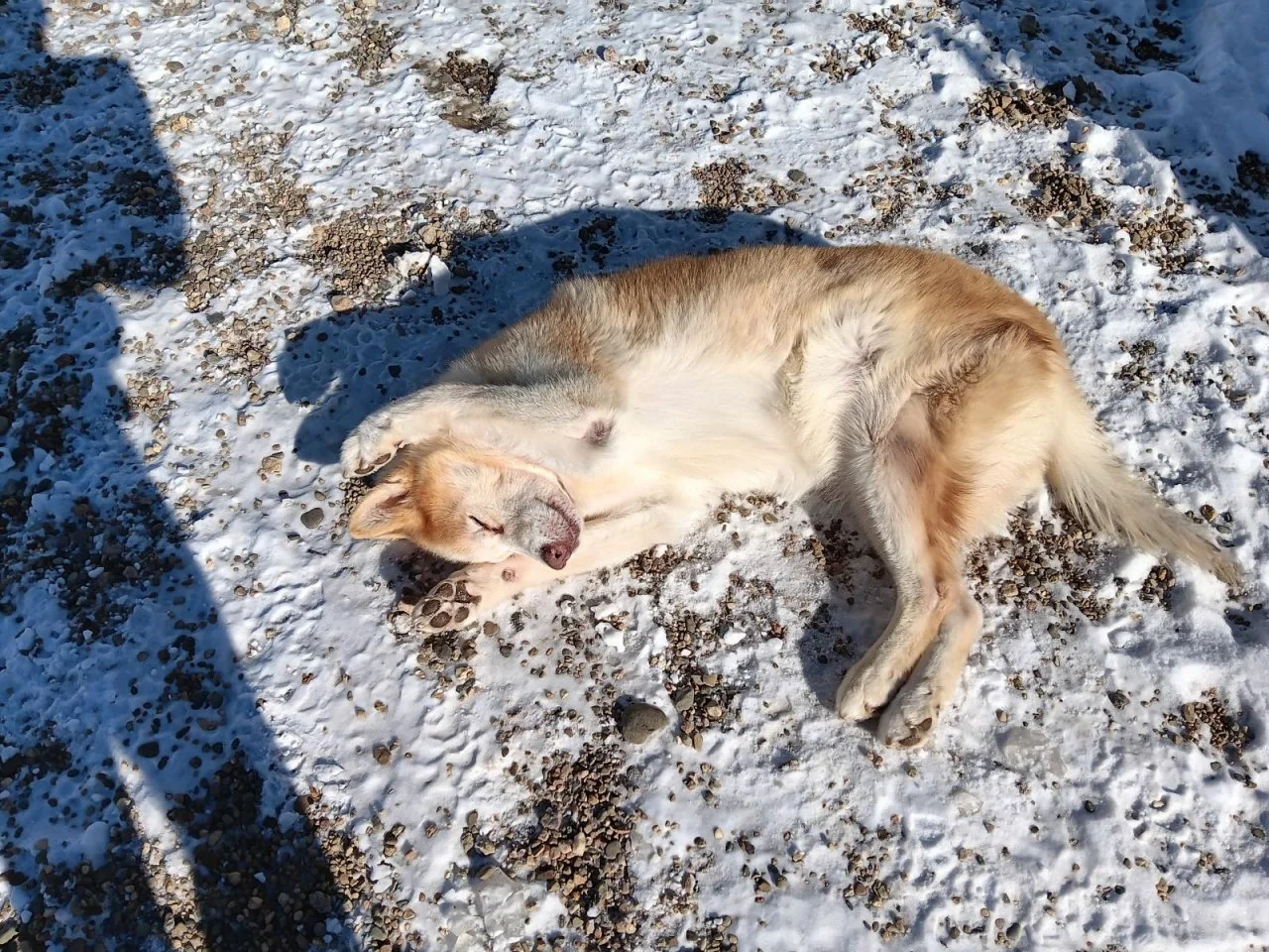 Our March blog is up. Take a look at a day at P-K and, as always, some sweet pups!

https://www.pkpetresort.com/blog/monthly-blog-templ-3eacn