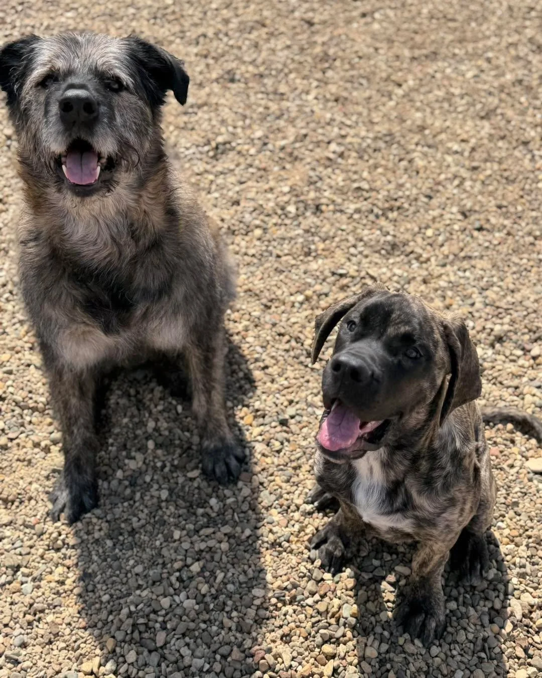 Sunny days☀️ 

#minnesotadoggrooming #luxurydogboarding #doghotel #luxurydog #dogresort #minnesotadogs #dogboardinglife #minnesotadog #dogboarding #luxurydoghotel #dogspa #luxurydogs #mndogs #mydog #rochestermn #Rochester #dogsoftiktok #dogslife #dog