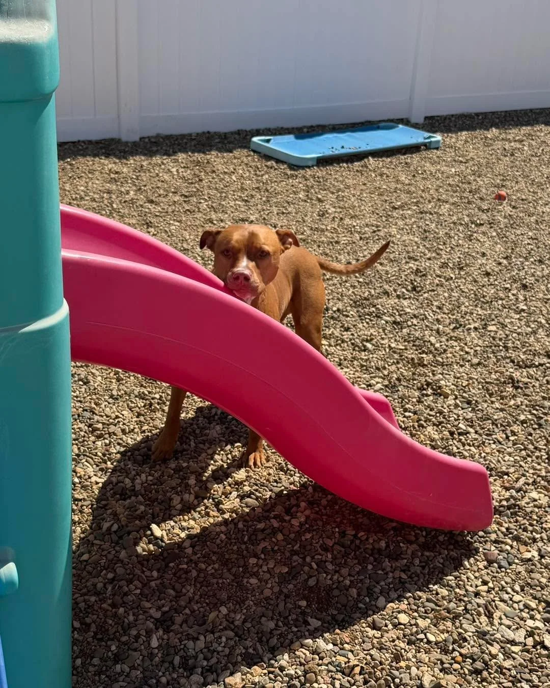 A beautiful day for hide-and-seek (with treats), playing ball and sunbathing.☀️🎾🐾

 #dogsoftiktok #dogslife #dogsofinstaworld #dogsofinstagram #dogs #dogsparadise #dogspaday #dogstagram #boardingkennellife #dogsofig #dogspa #dogsofinsta #minnesotad