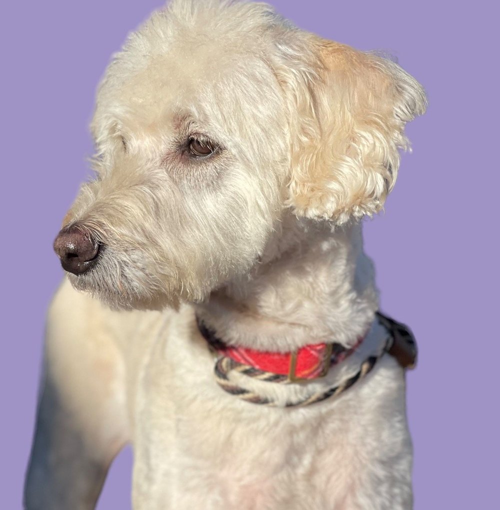 OneonOne Dog Grooming Rochester at PK Pet Resort & Spa — PK Pet