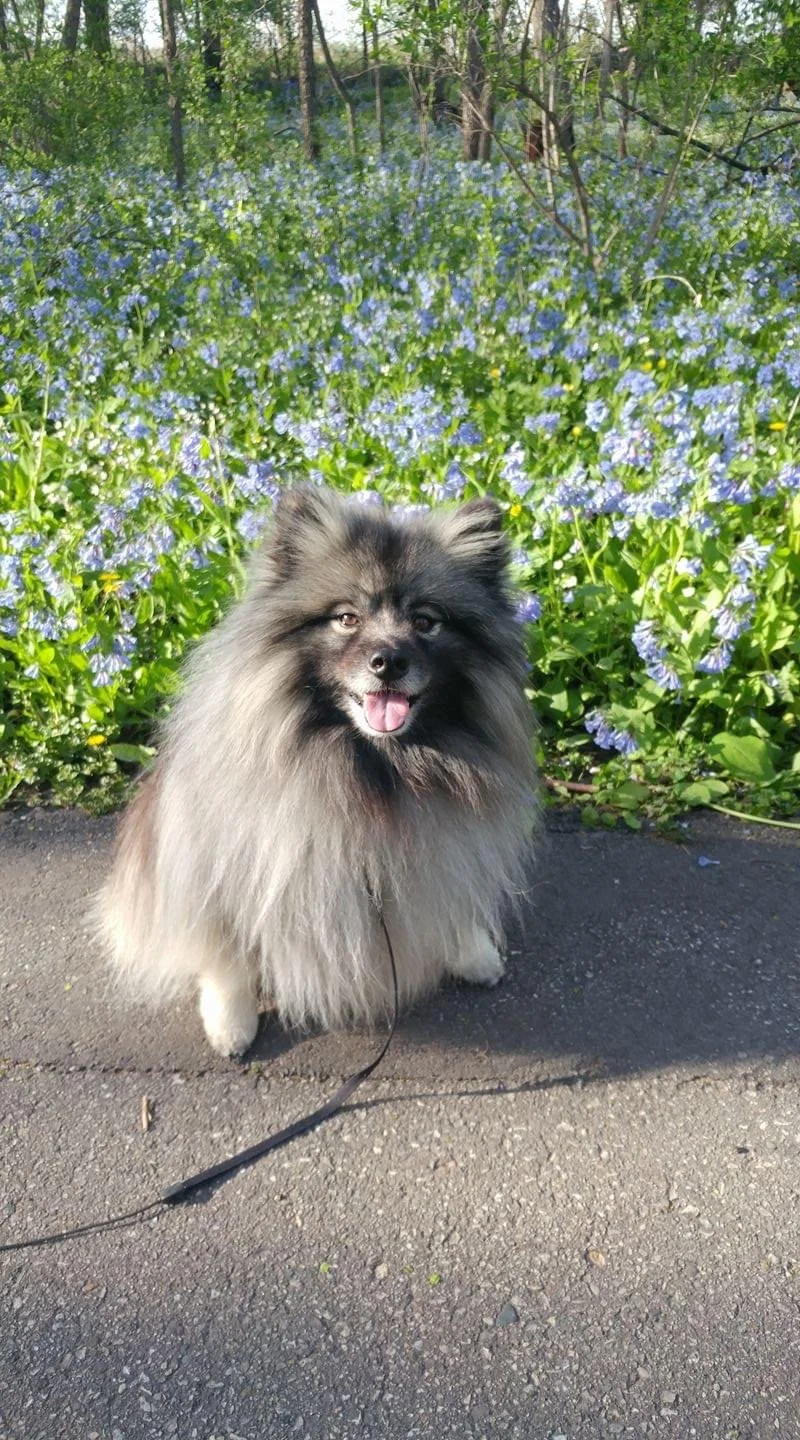 A fluffy Shetland sheepdog sitting on a paved path in front of a flower bed with purple flowers and green foliage.
