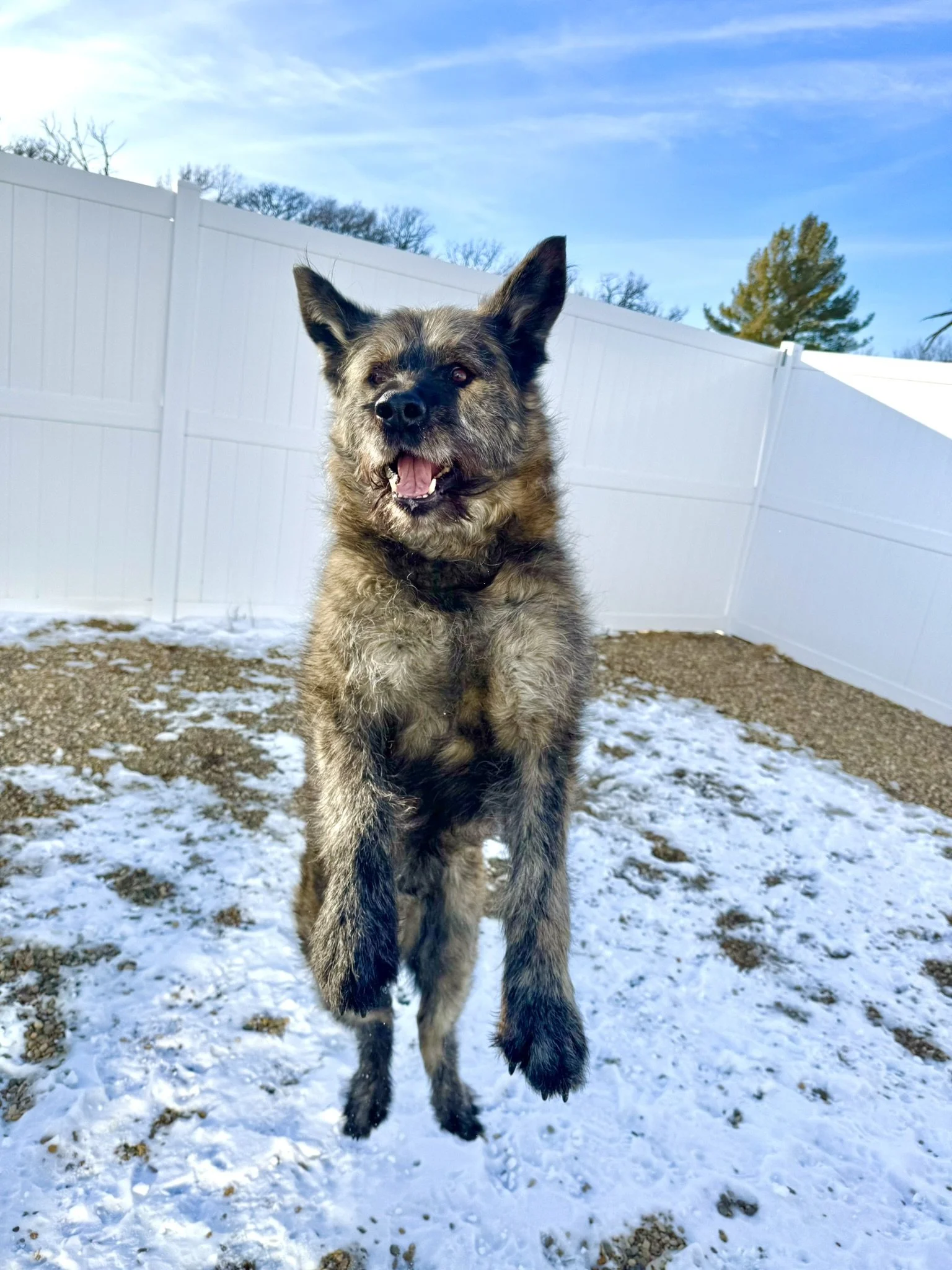 A dog jumping in a backyard with a white fence, snow on the ground, and a blue sky.