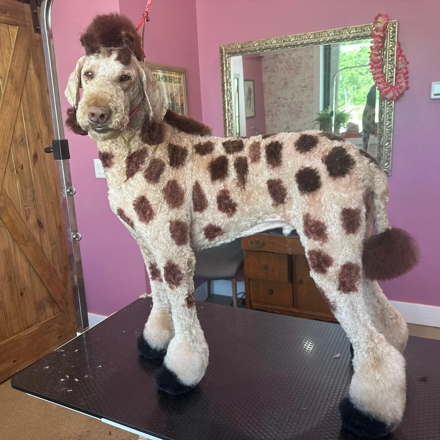 A dog grooming stand with a dog that has been groomed to resemble a giraffe, with spots on its body and shorter fur on its face and legs, in a room with pink walls and a mirror.