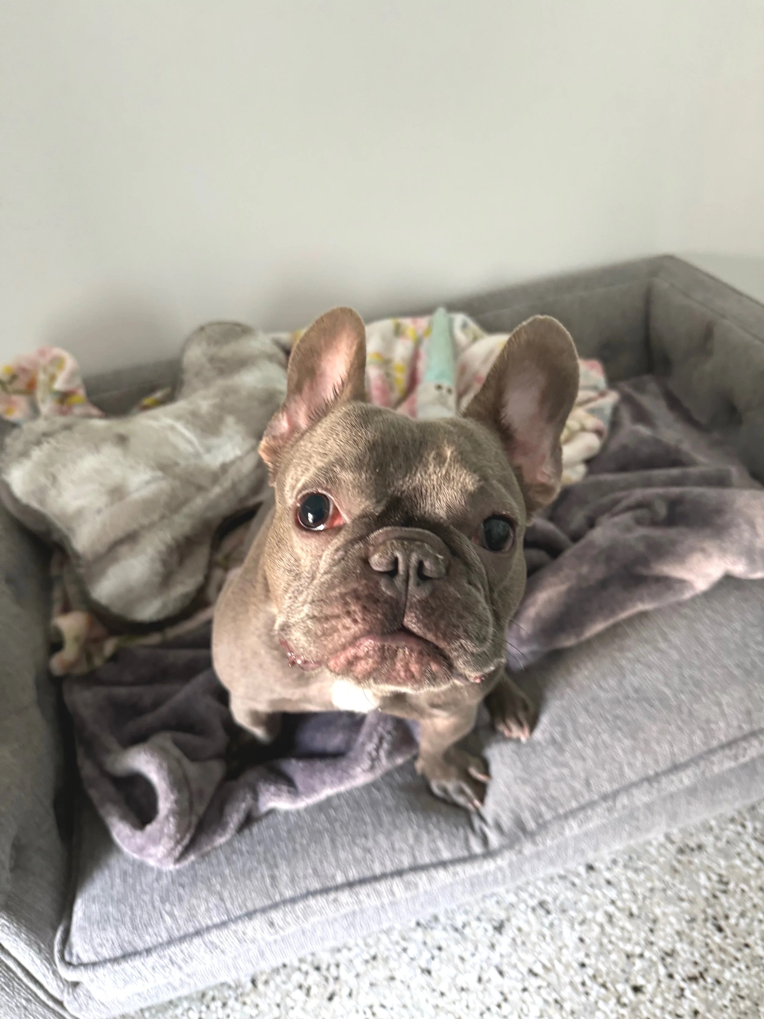 A French Bulldog sitting on a gray couch with blankets in the background.