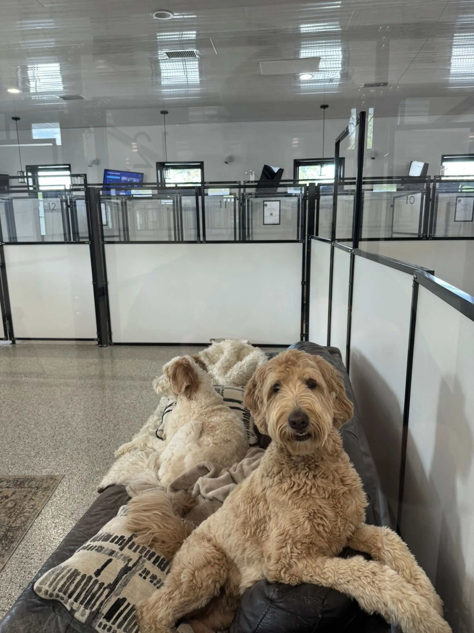 Two Goldendoodles sitting on a couch in a playroom, one looking directly a the camera