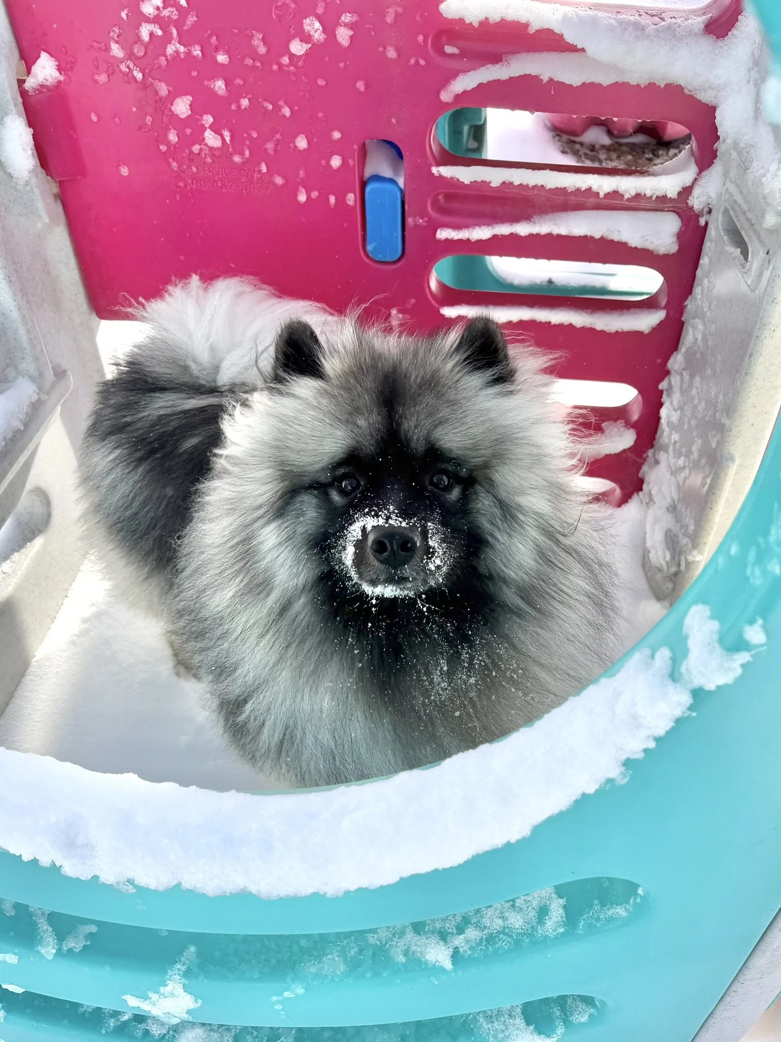 A fluffy gray dog with a snow covered nose looking out the window of a pink & turquoise playset