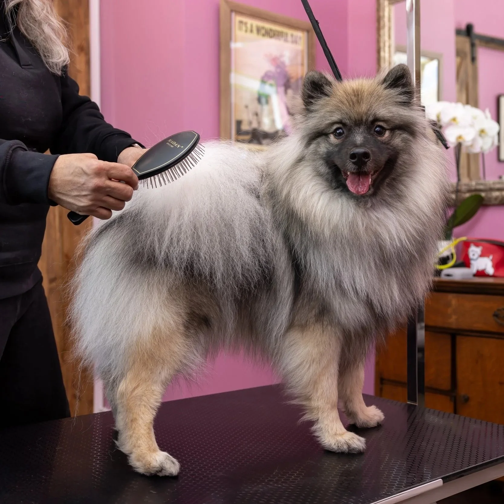 A groomer brushing a fluffy, gray and white dog with a smile in a pet grooming salon with pink walls and decorative paintings.