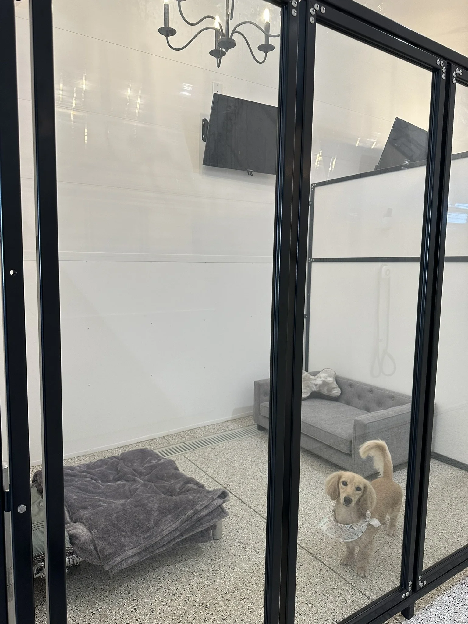 A small dog with a bandana inside a glass enclosure, with a gray couch and a folded blanket on the floor.