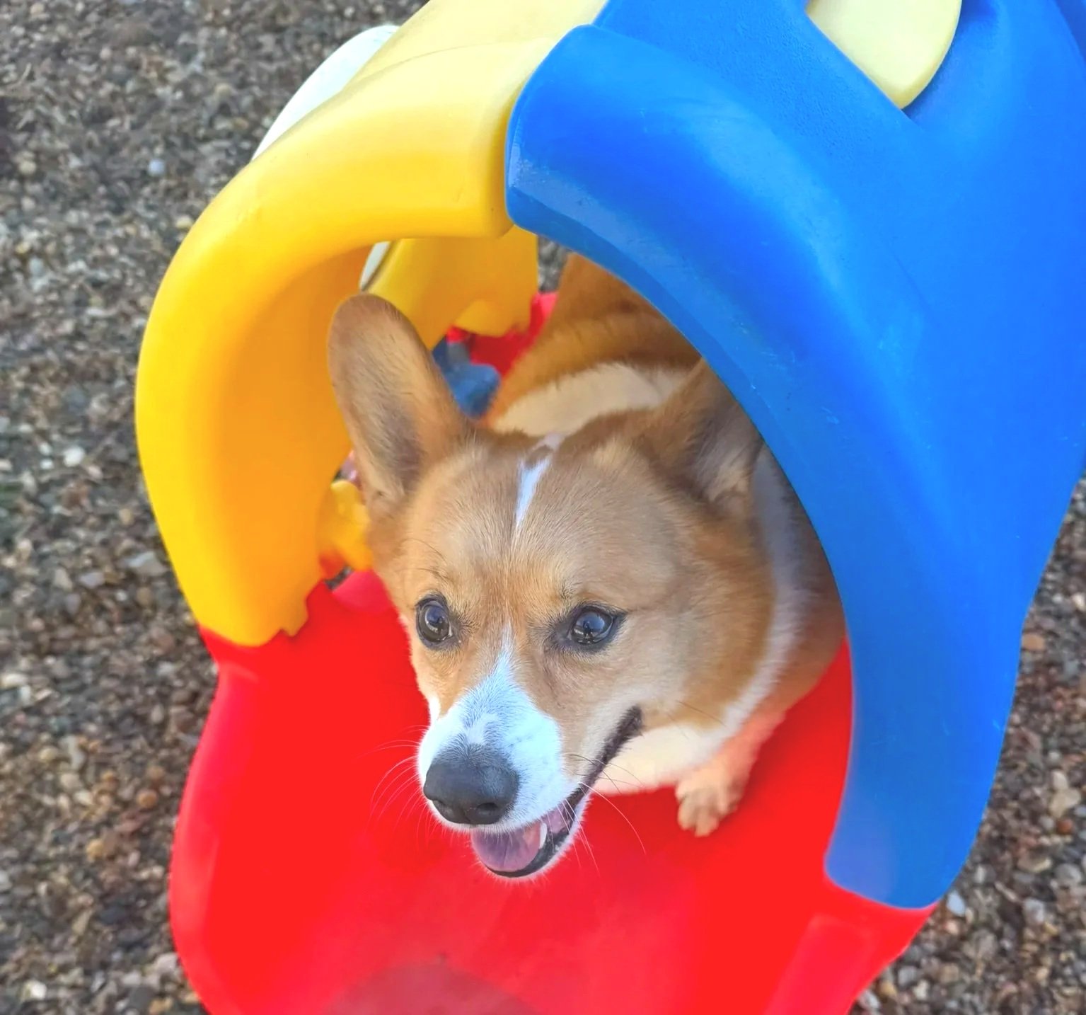 A small dog with a tan and white coat and large ears sitting inside a colorful children's play tunnel outside on gravel.
