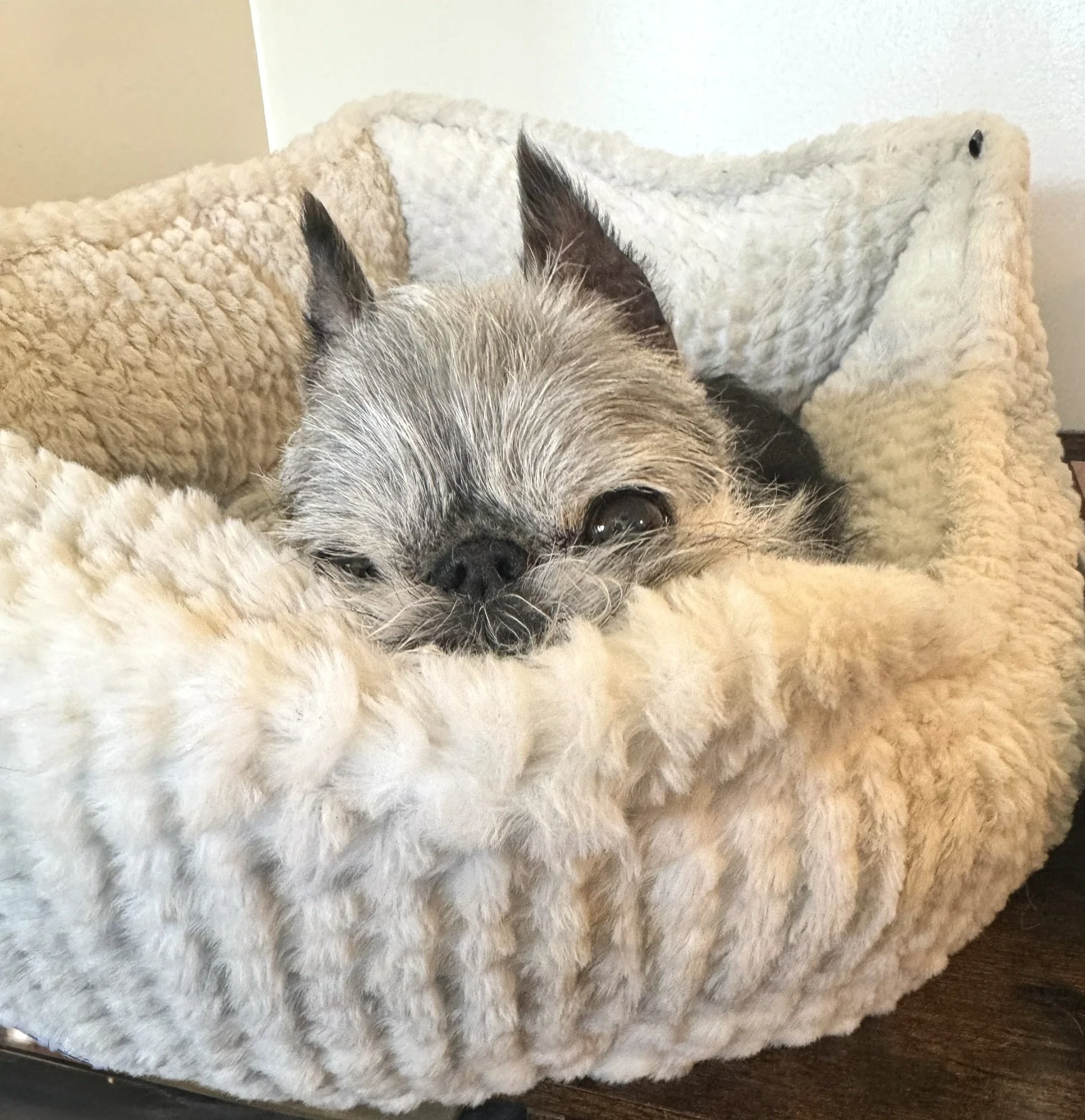 A small dog, possibly a Chihuahua, resting in a plush, cream-colored pet bed.