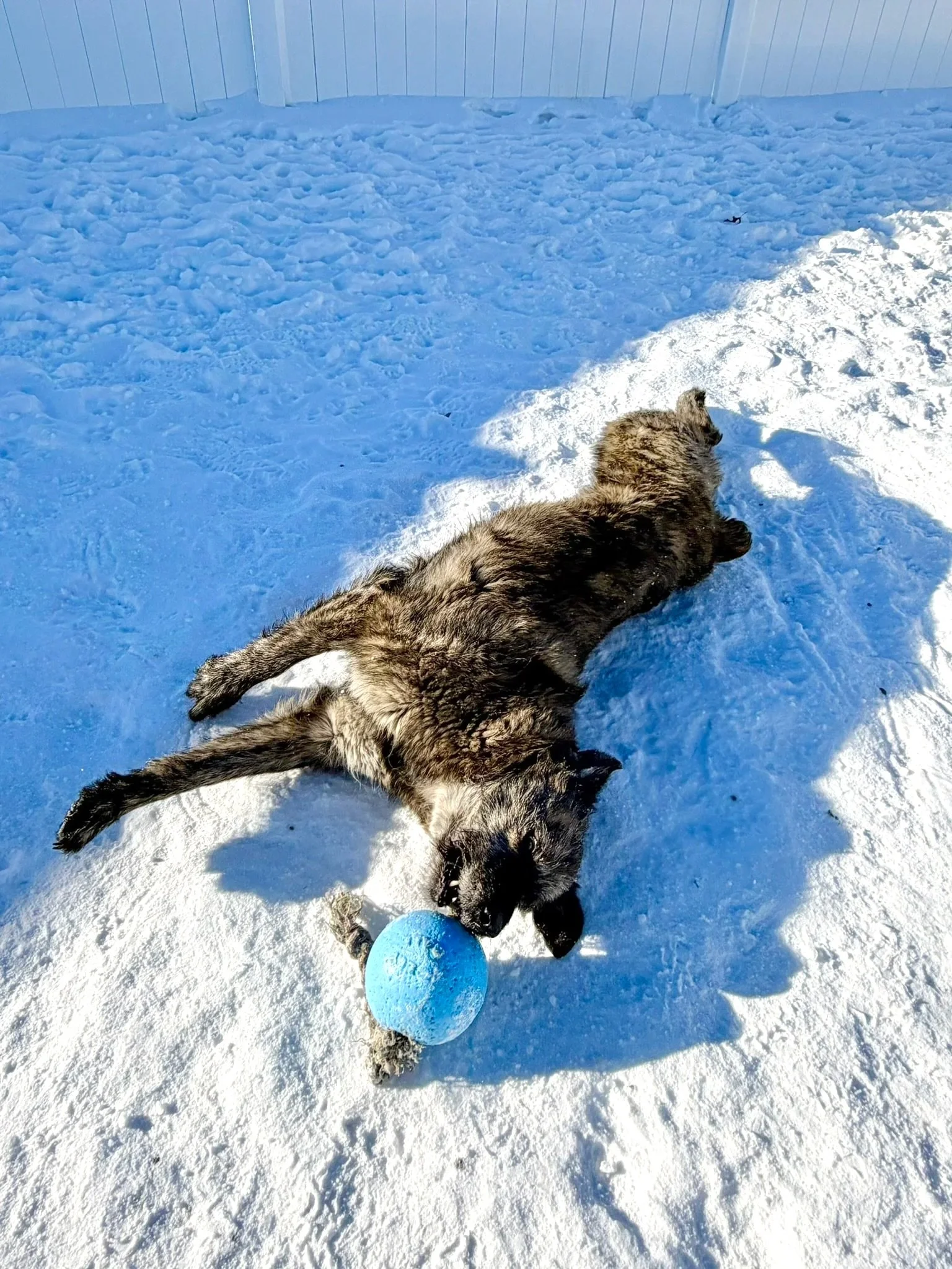 Big dog rolling in the snow with a blue ball
