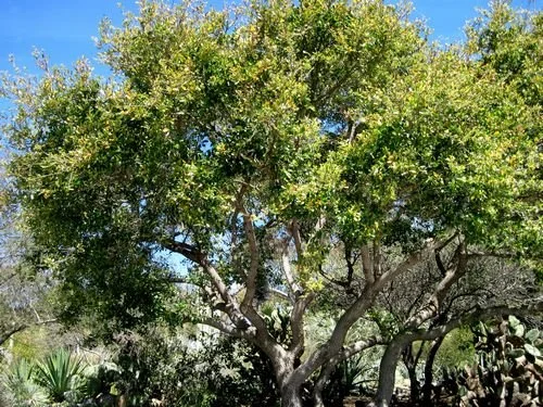 Quercus_agrifolia_image10.jpg