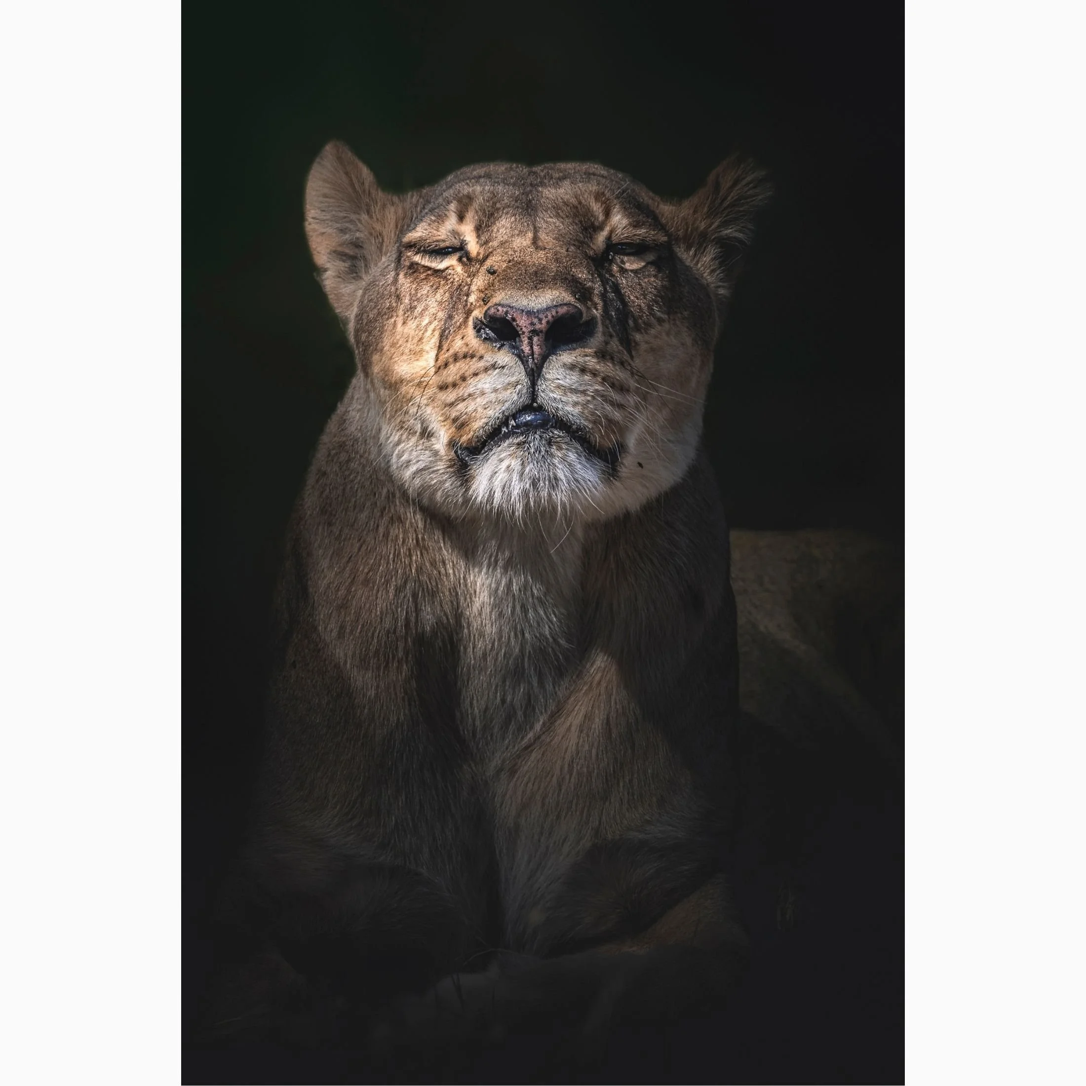 Lion portrait