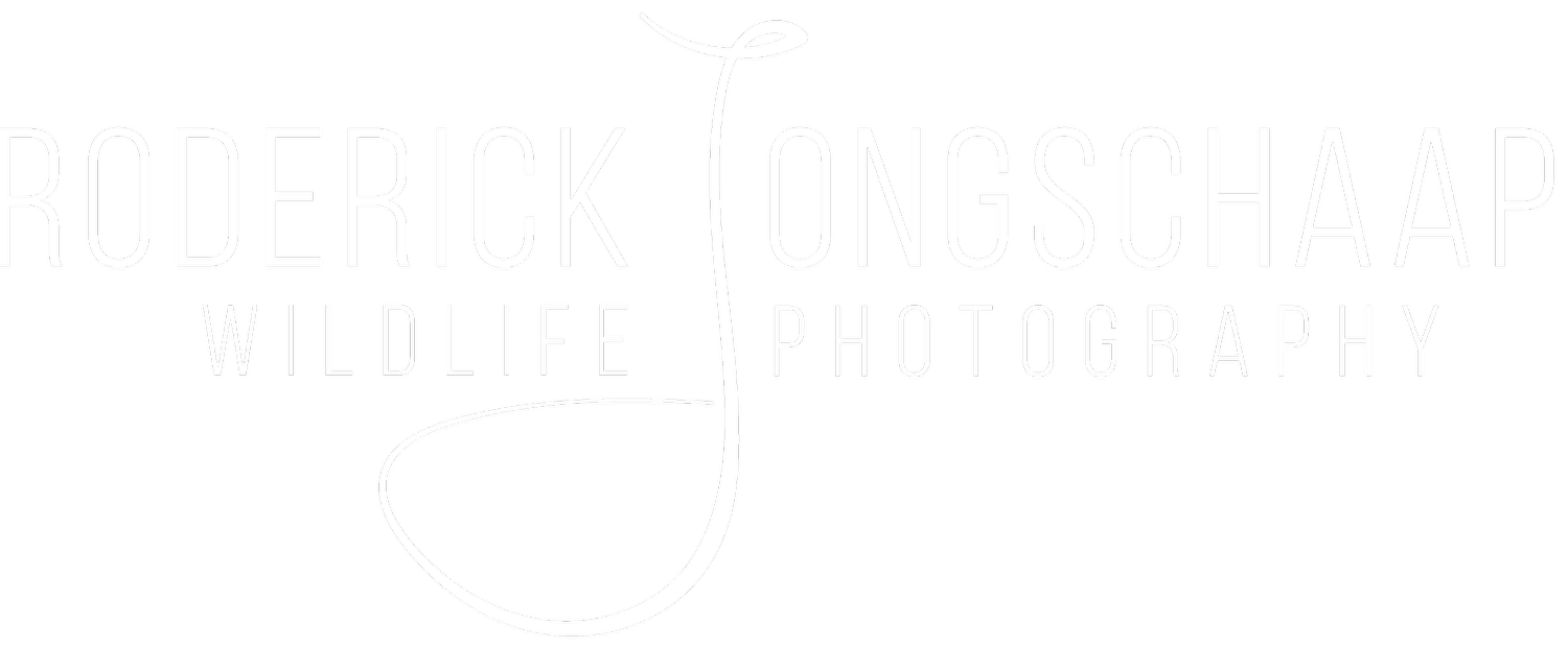 Roderick Jongschaap Wildlife Photography