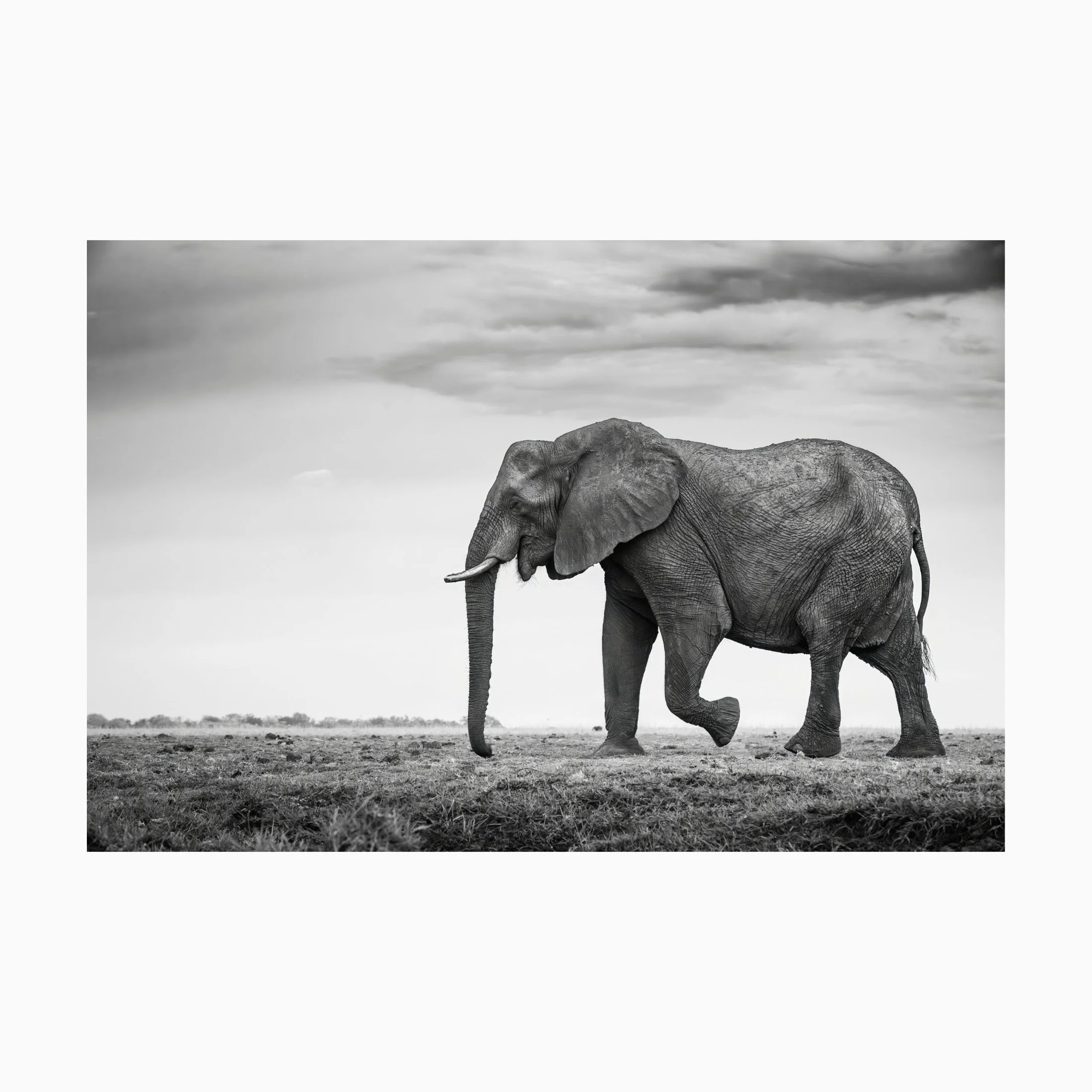 Olifant liggend (1).jpg