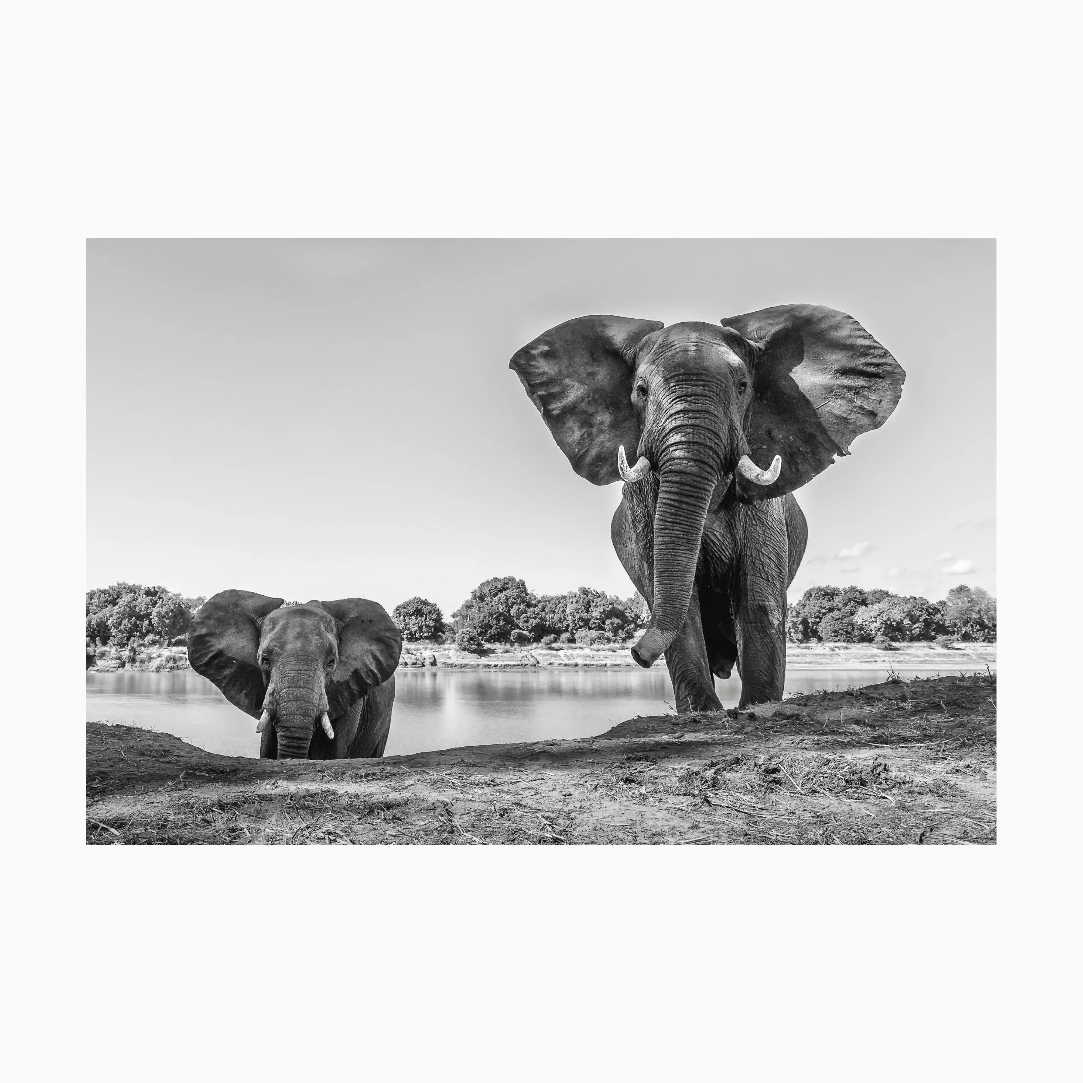 Olifant liggend 3.jpg