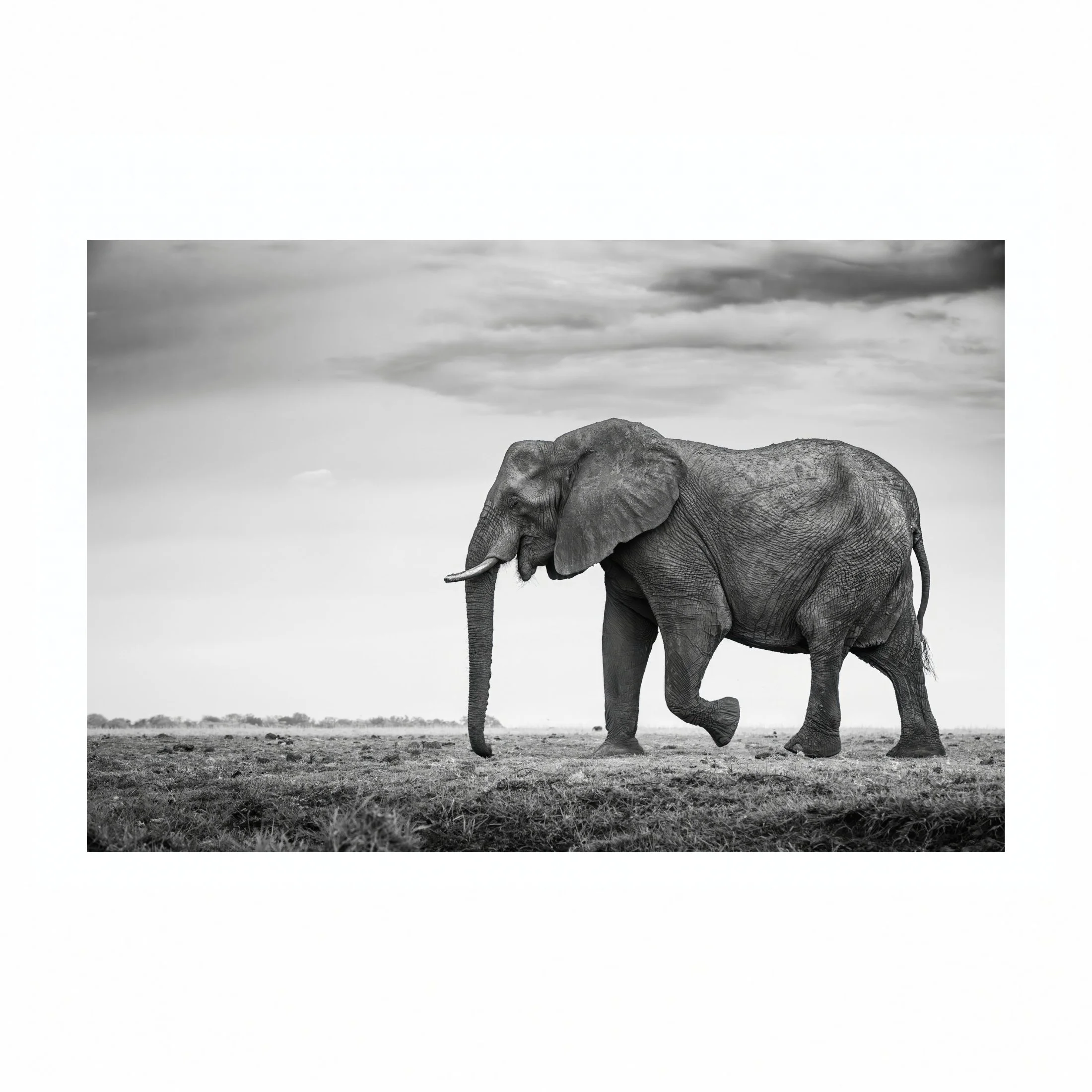 Olifant liggend.jpg