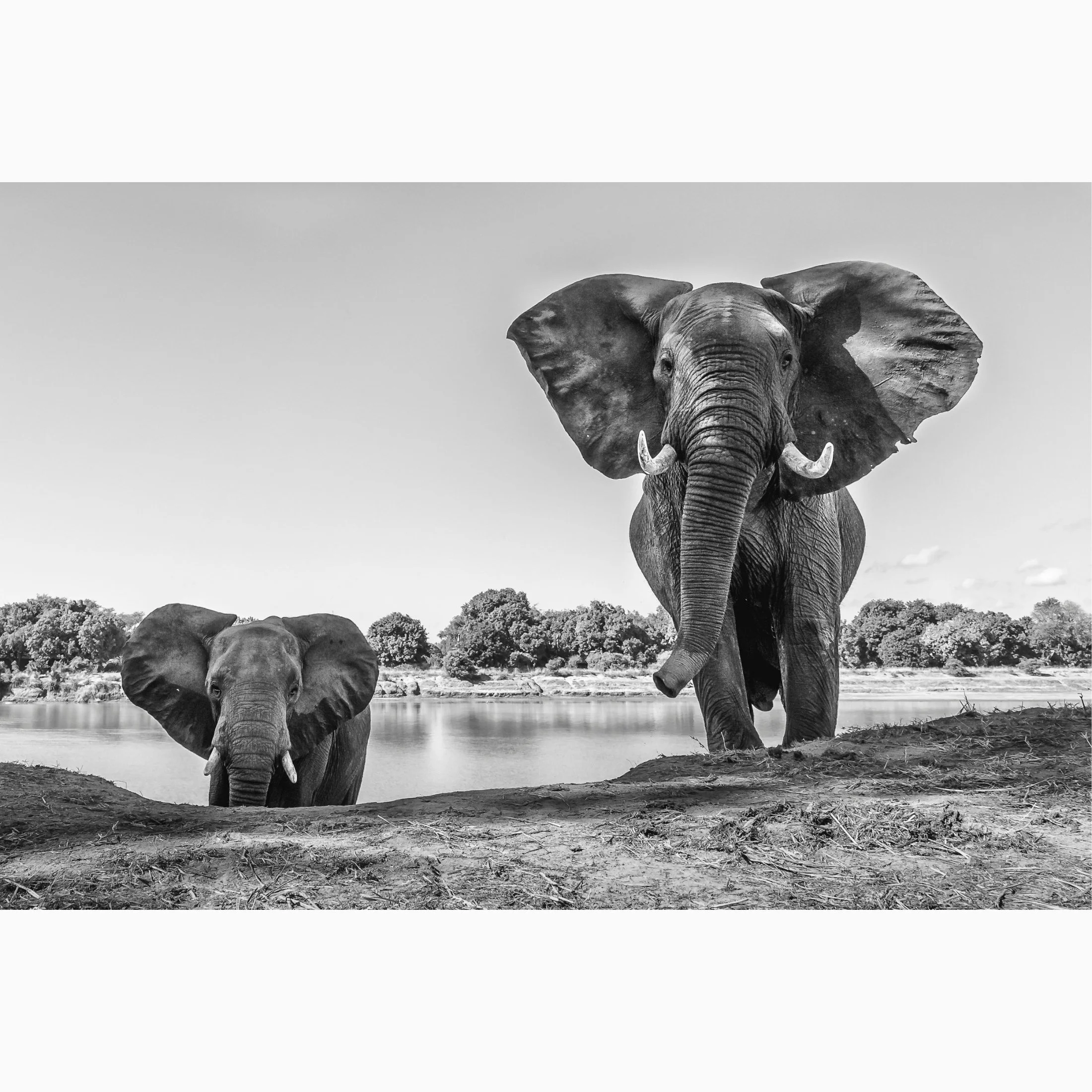 Olifant liggend x.jpg