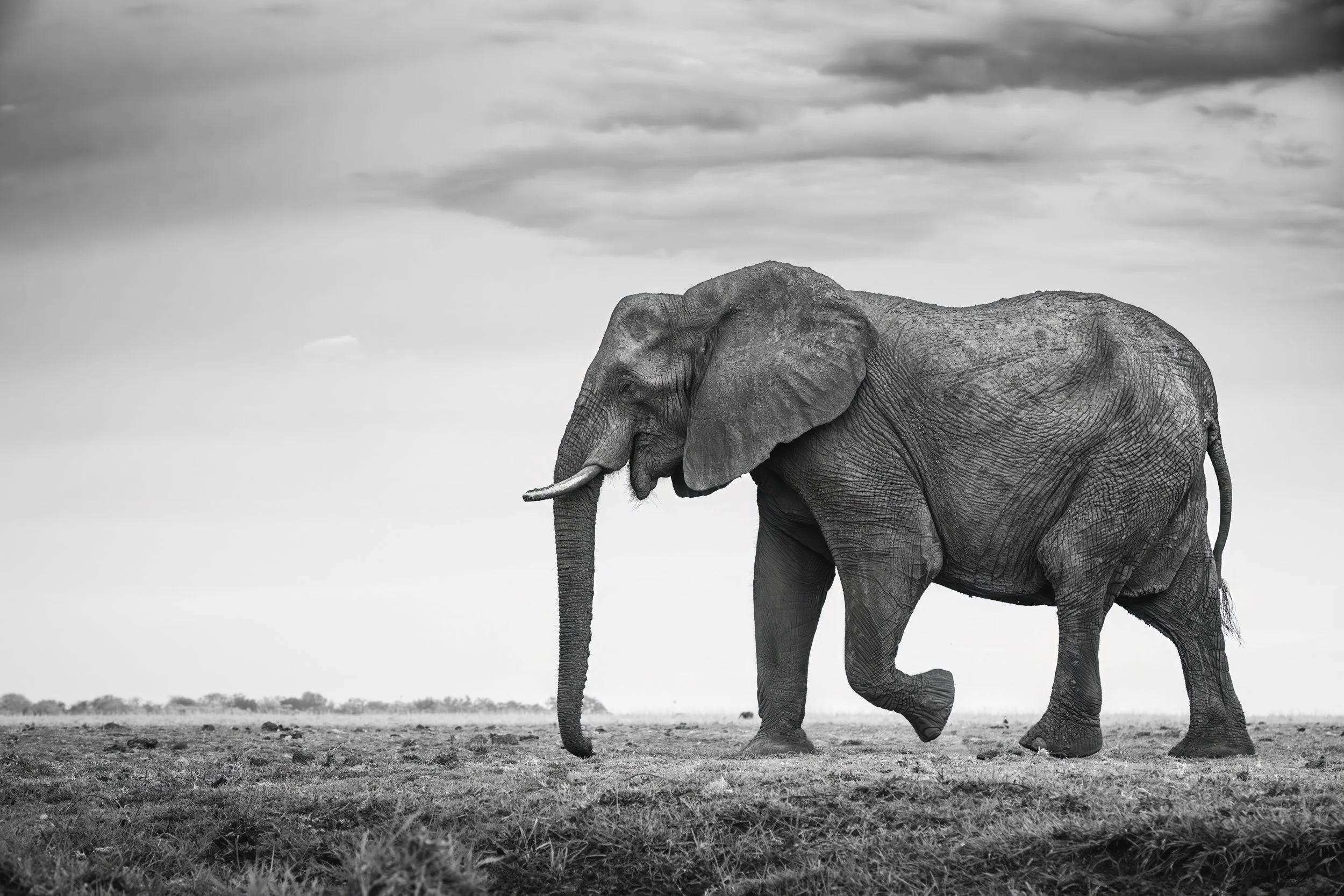 Elephant 2