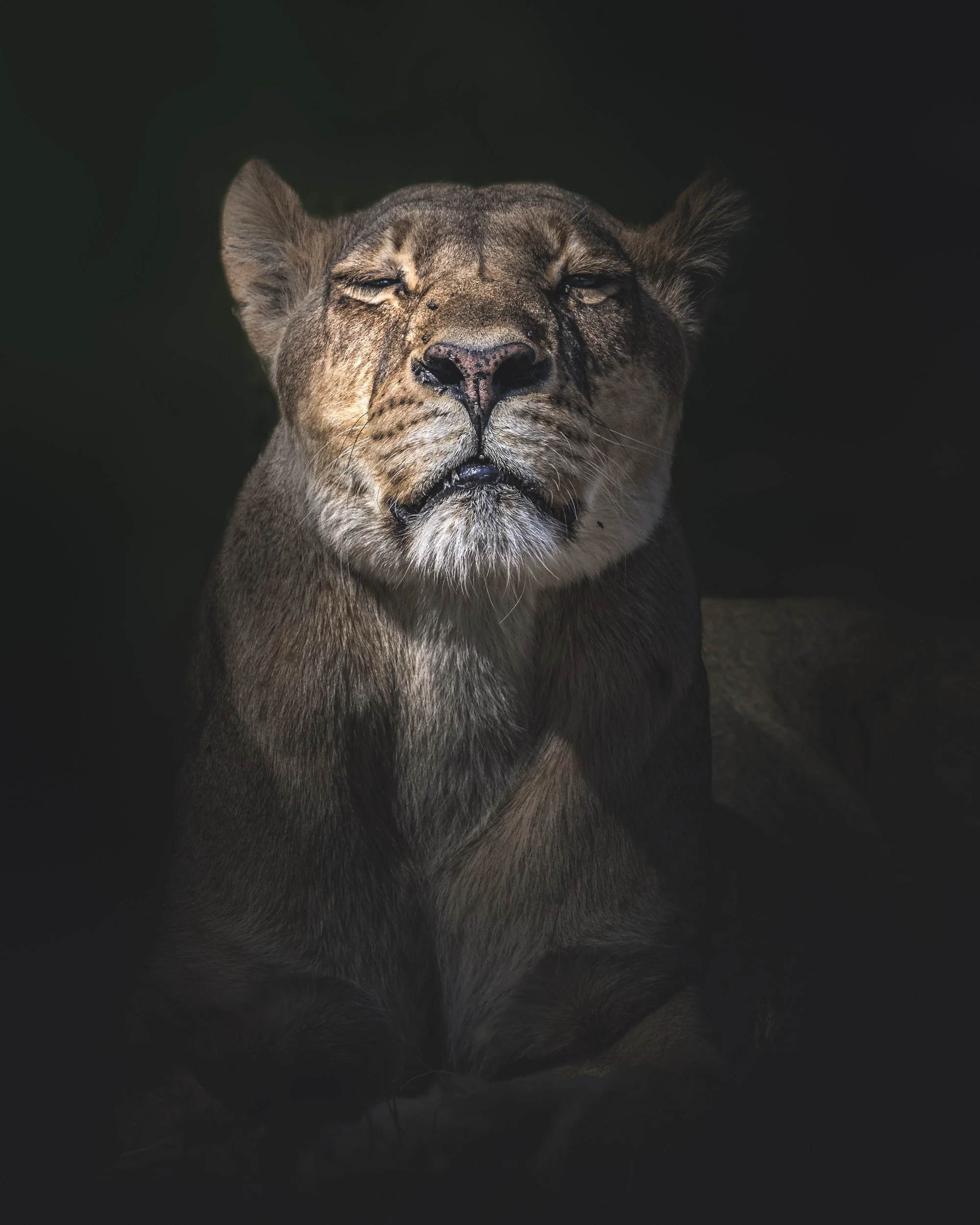Lion portrait