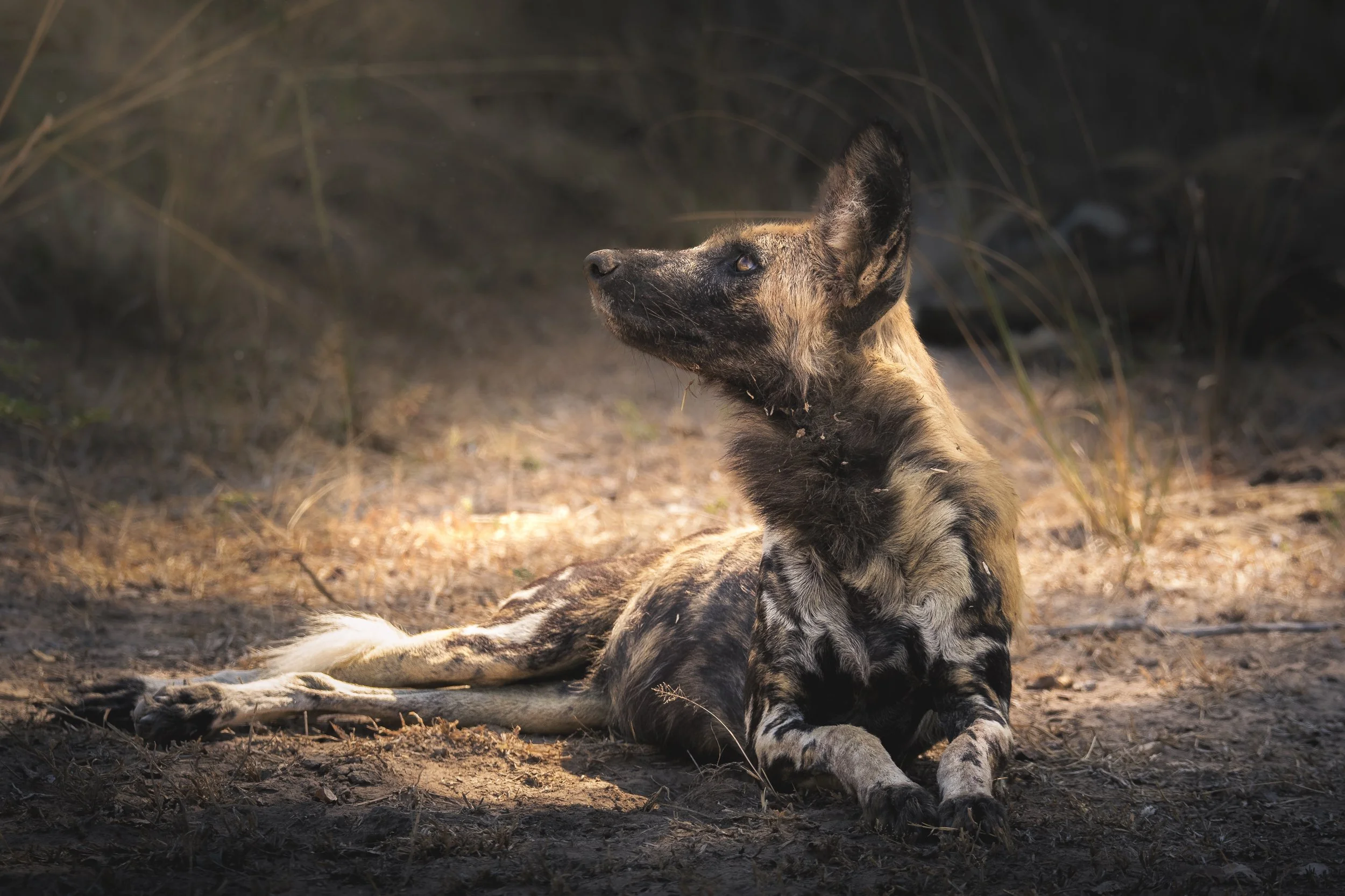 Wild dog
