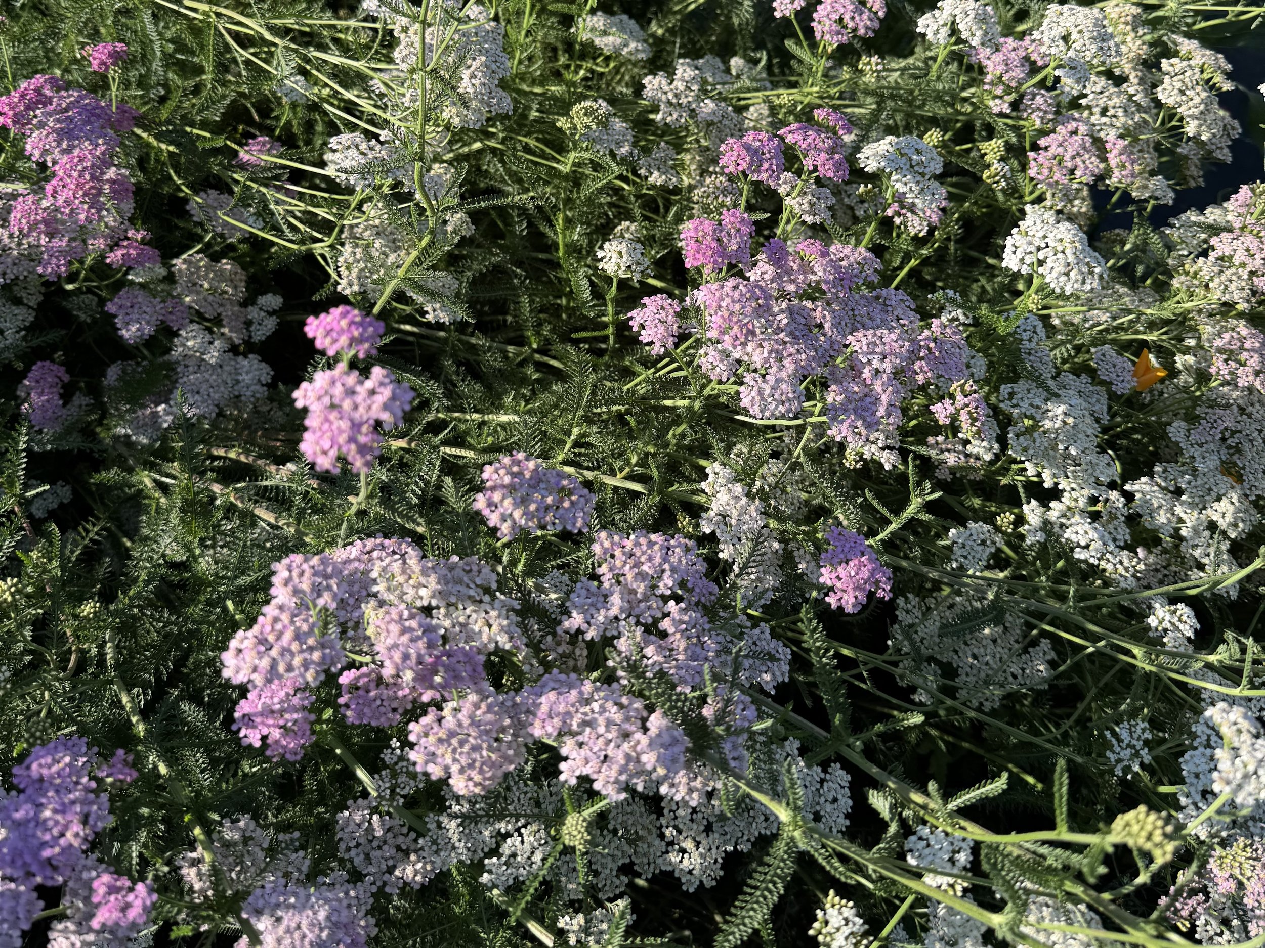 yarrow.jpg