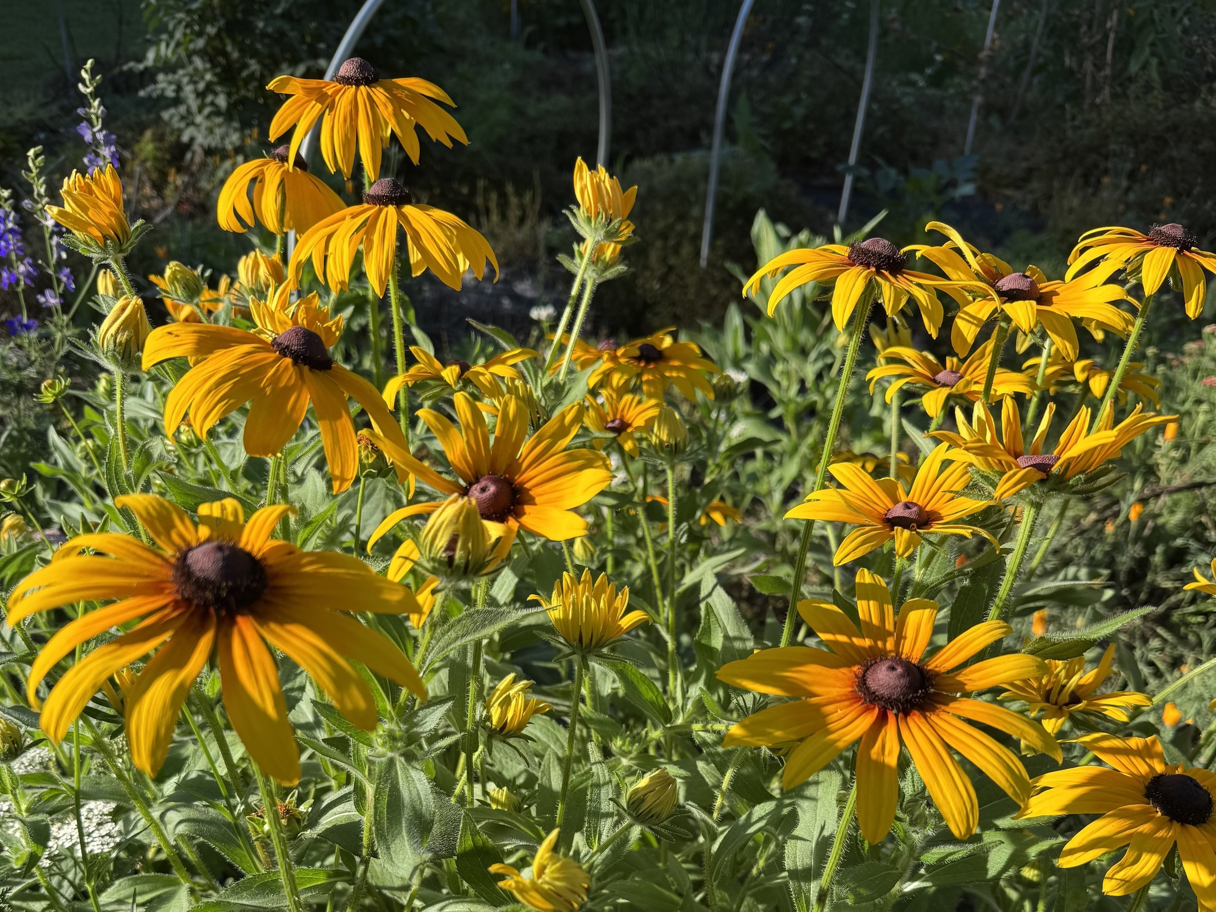 rudbeckia.jpg