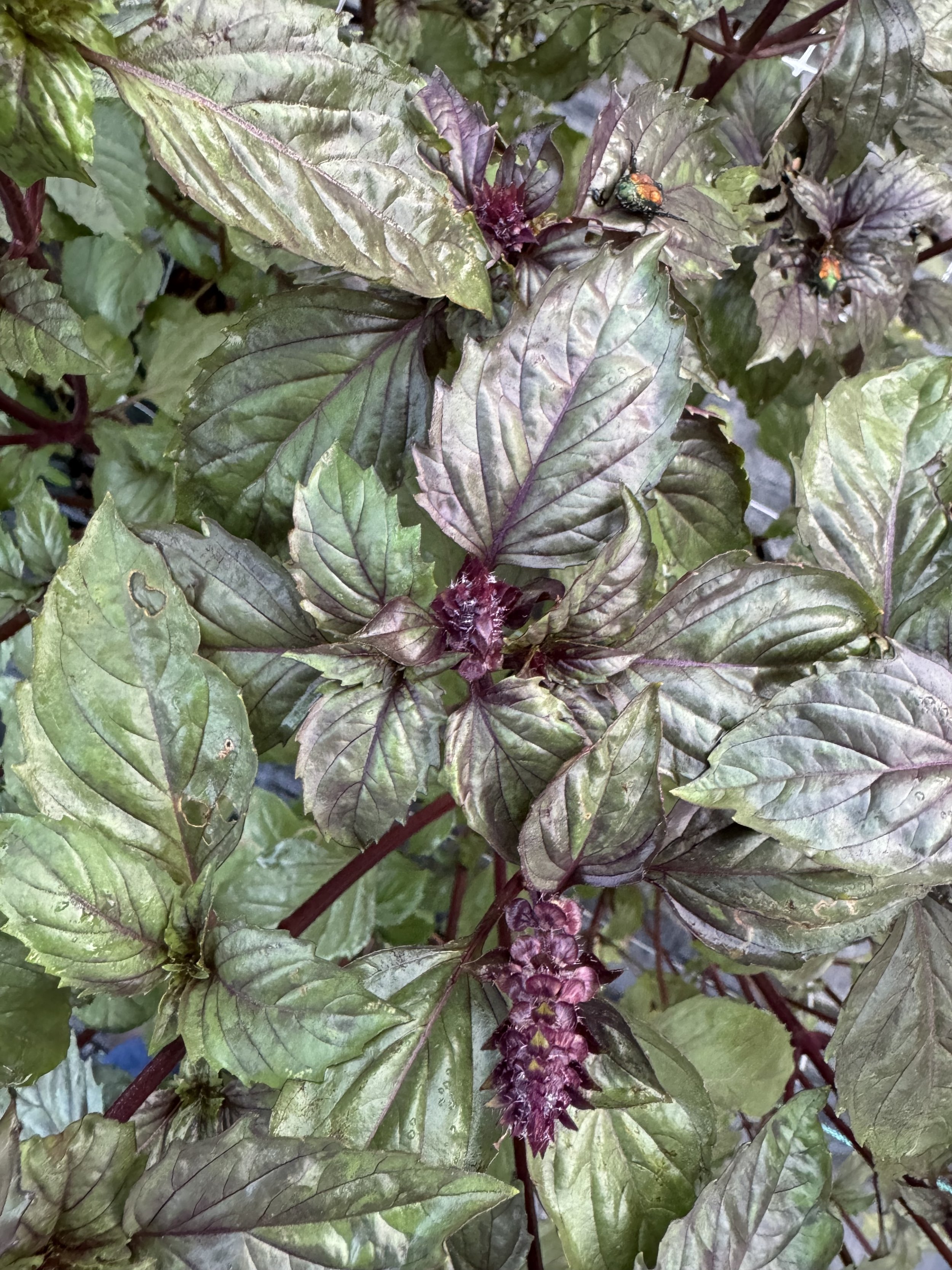 basil.jpg