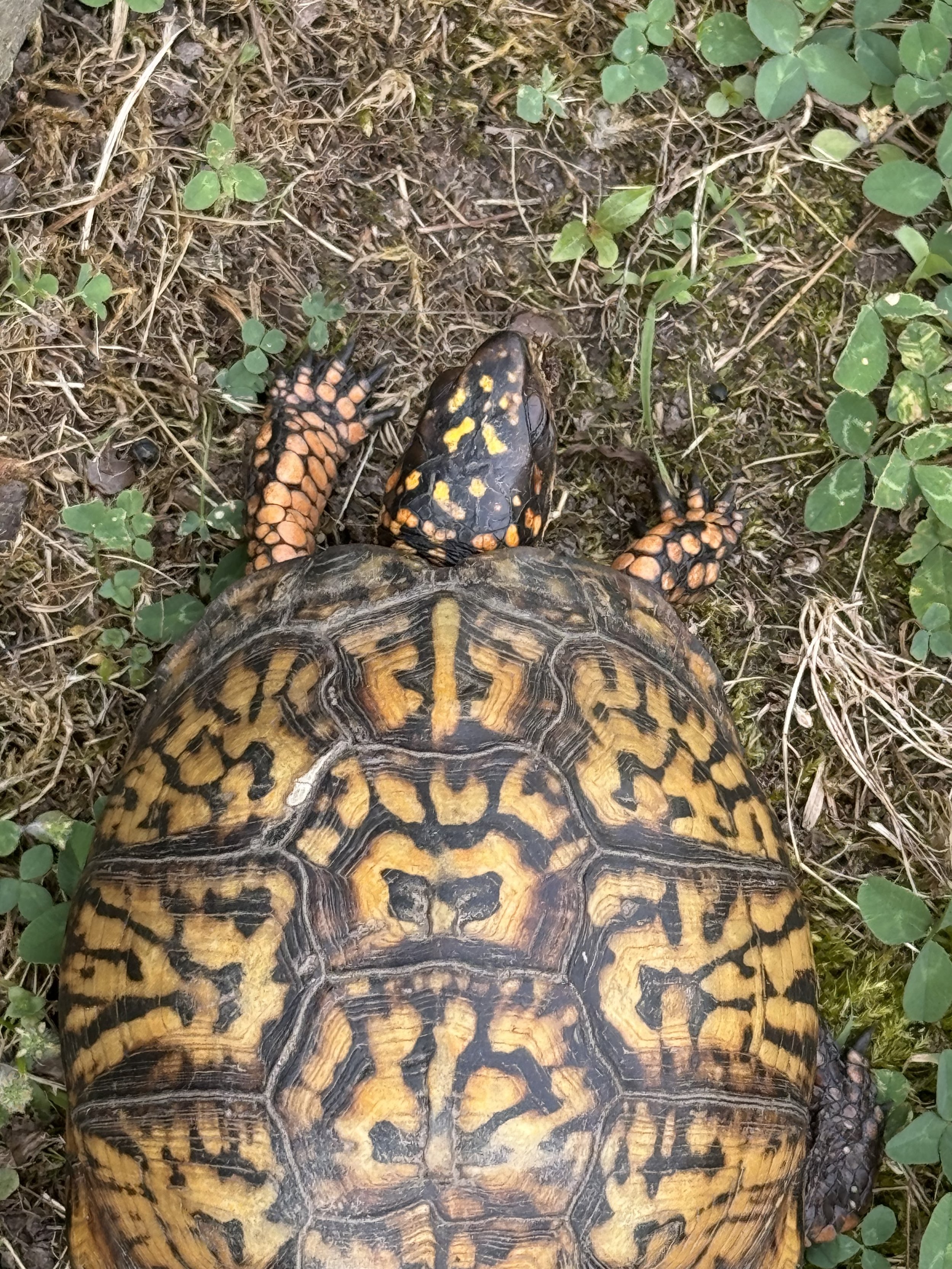 tortoise.jpg
