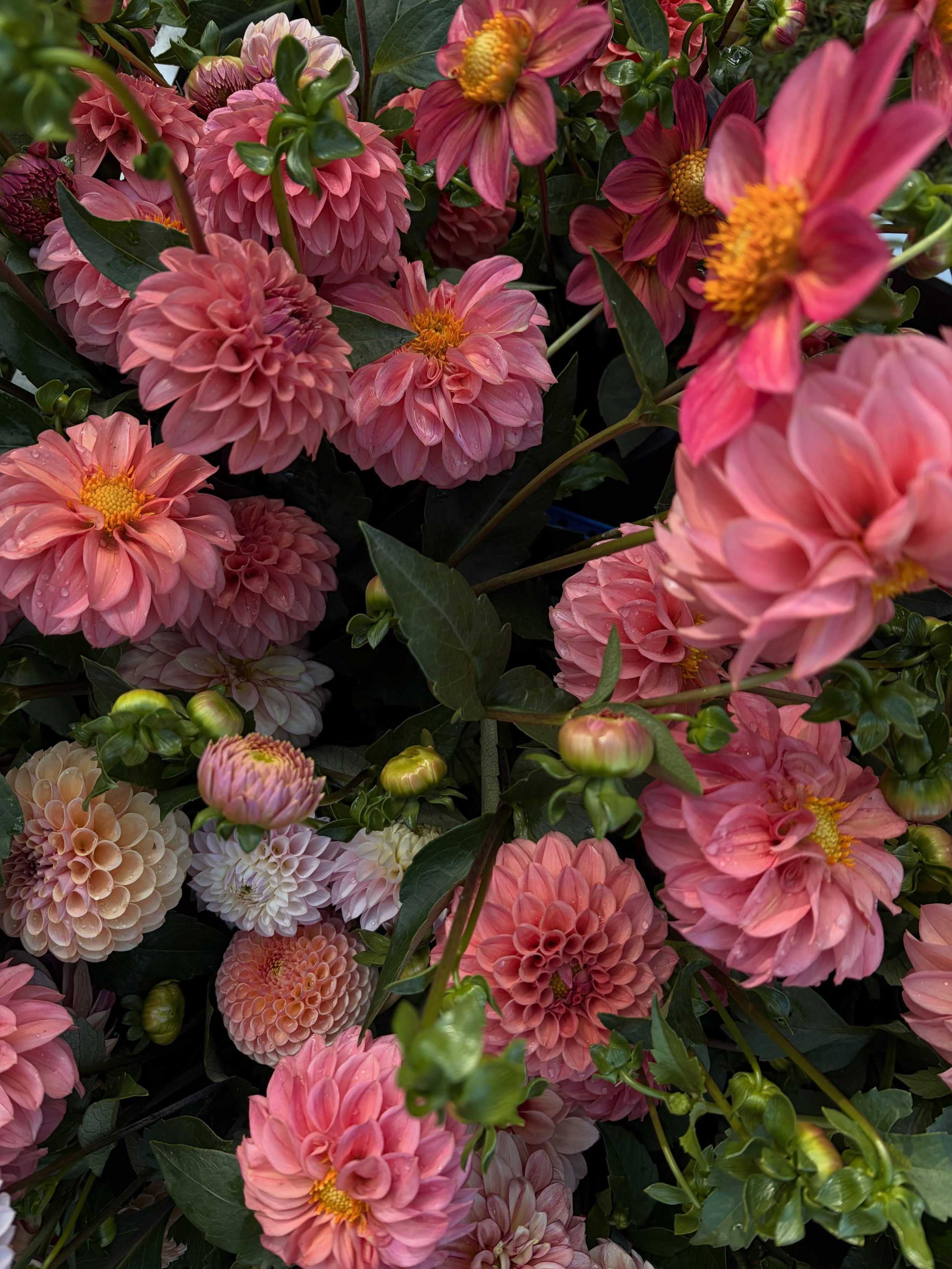 When your friend is a dahlia farmer. Thank you @seedonhudson
