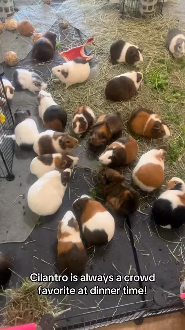Cilantro is one of the fresh veggies the guinea pigs get every night for dinner. #typ #asmrsoundsdaily #asmrsounds #guineapig #guineapigs #cuteanimals #animalsoftiktok #animalsanctuary #foreverfriends