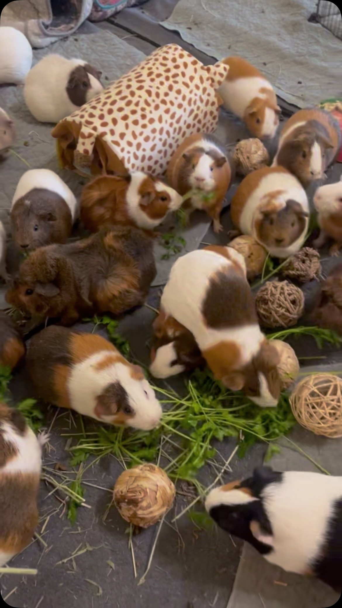 When you realize you’re just a guinea pig ✨🥲#guineapig #fyp #cuteanimals #animalsanctuary #smallpets #parsley #dinnertime #extinentialcrisis #life #thoughts