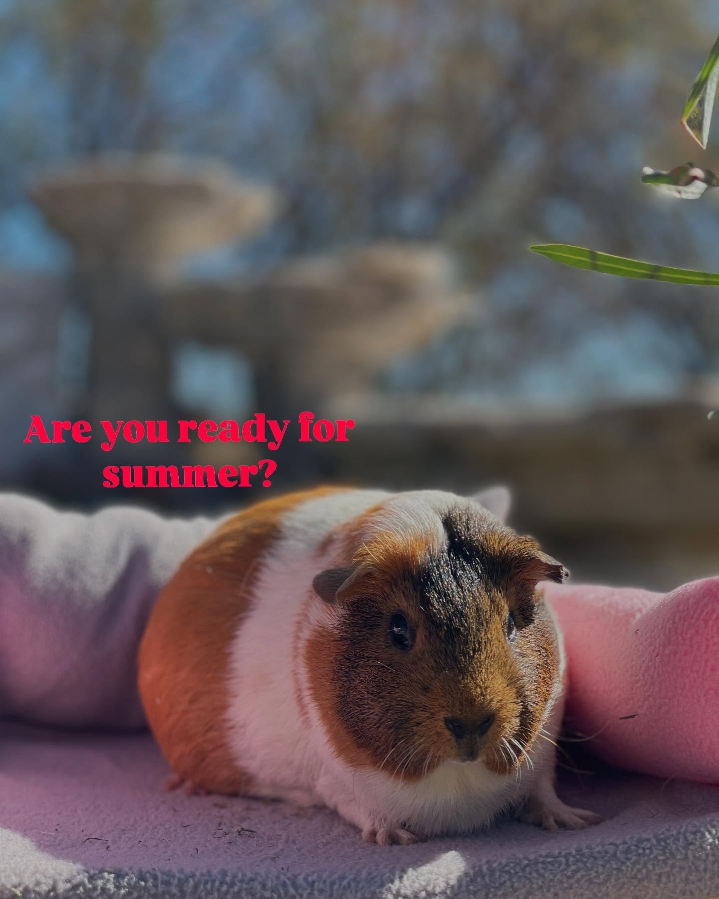 Lily wants to know if you’re ready for summer??
Not only is her beach body ready but she’s here to remind everyone guinea pigs AND humans can overheat!
Isn’t that crazy? Swipe to read more :)
#guineapigsofinsta #summer #hotgirlsum