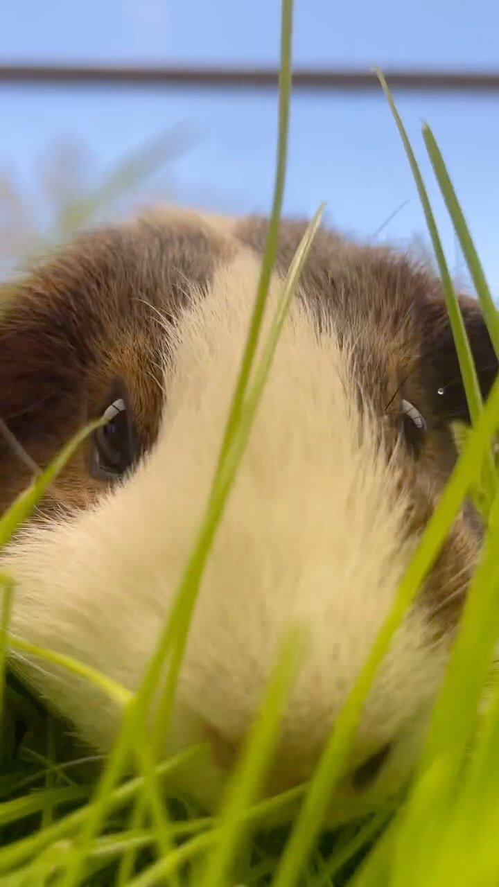 Got the Monday blues?😔
Here’s our “M” named guinea pigs to cheer you up😄
#Manny
#Micah
#Mateo
#Marigold
#Monroe
#guineapig #cuteanimals #mondaymotivation #happiness #grass #mondayblues #mondayfunday #fyp #animalsanctuary #yougot