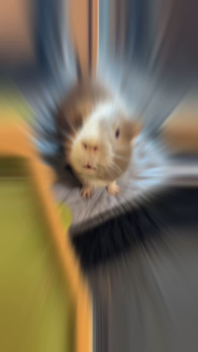 “Larry” has seen some things… #guineapig #rescue #fyp #guineapigsoftiktok #funnyvideos #animalsanctuary #smallpets #animallove #animalsoftiktok #animals #guineapiglovers🐹❤️ #guineapiglove #viral