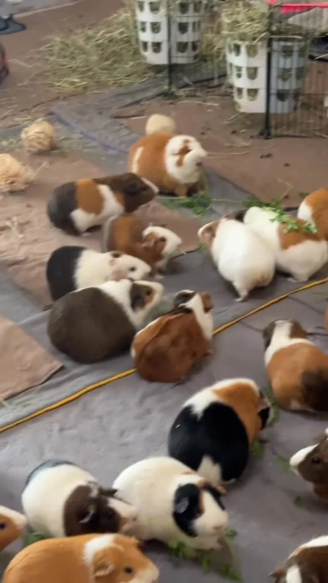 Our guinea pigs love munching on parsley! What are your guinea pigs' favorite veggies? #fyp #guineapigs #guineapigof_ig #rescue #guineapigsoftiktok #cute #guineapiglove #sanctuary #funnypost