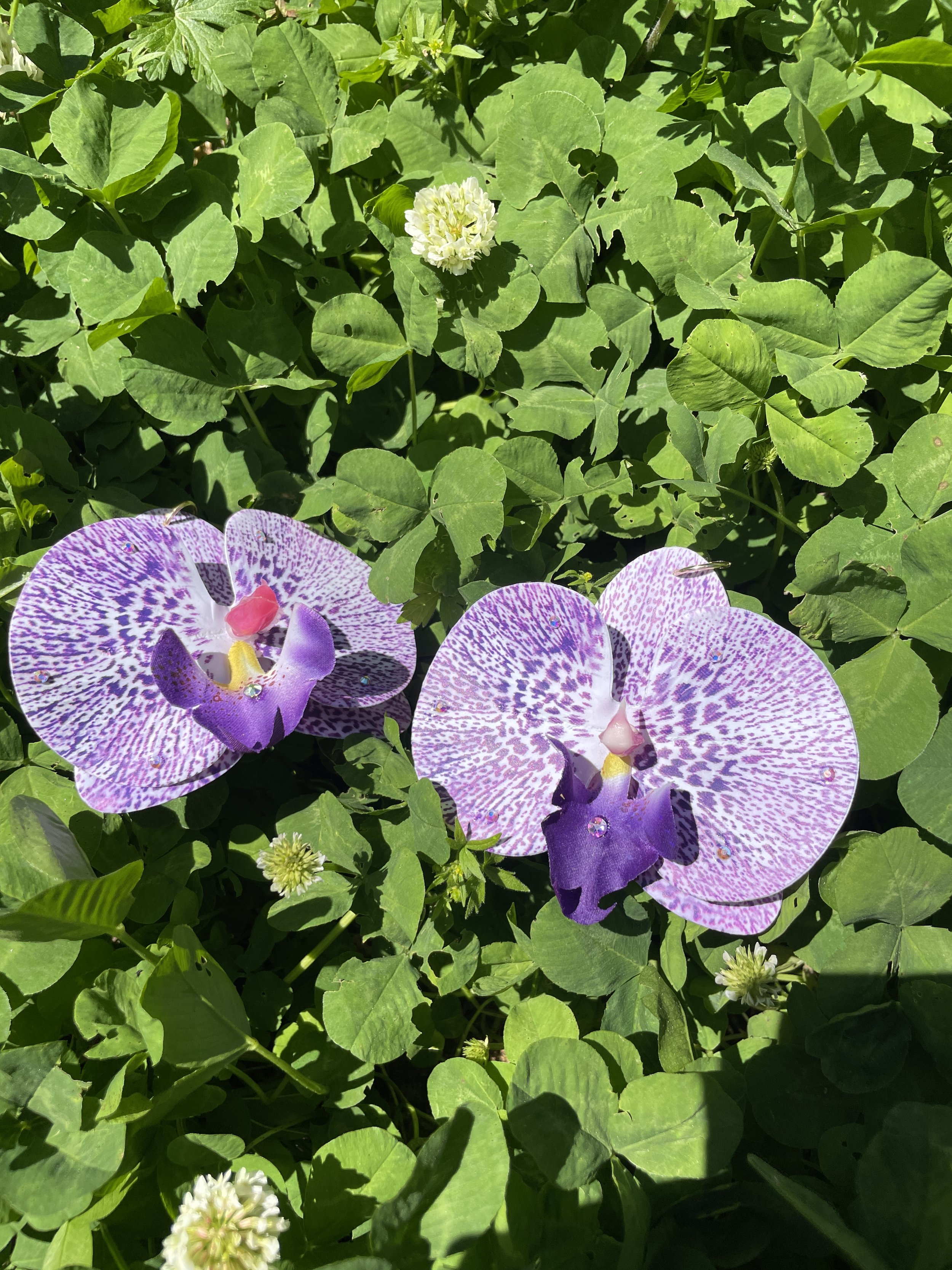 Eggplant Orchid Pair
