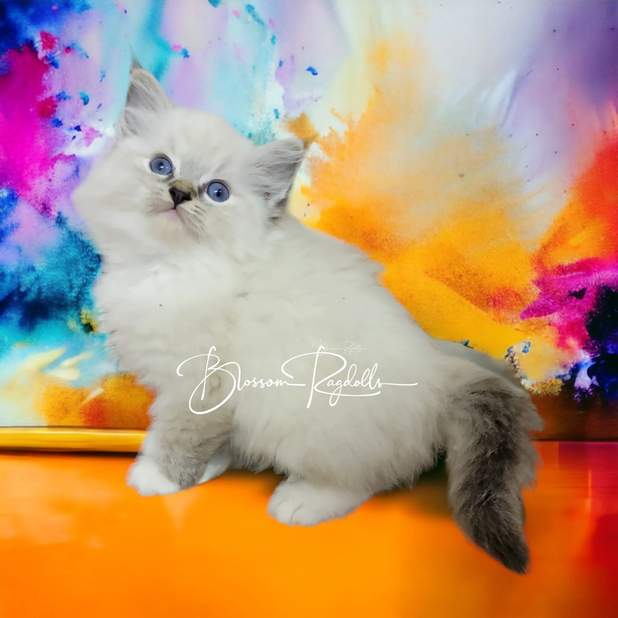 kitten 2.jpg
