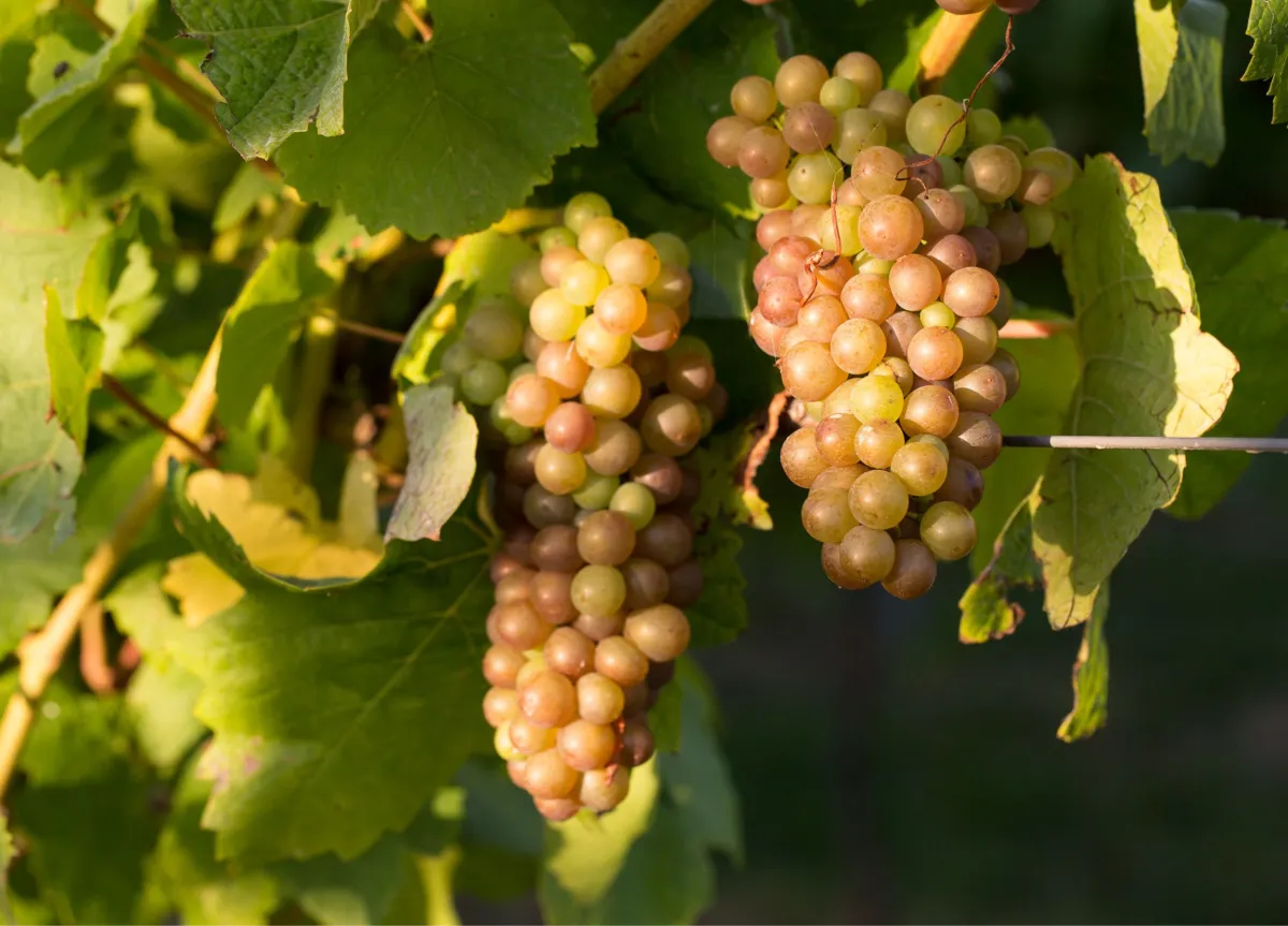 Grapes-in-the-vine-at-Rathfinny-in-the-sunlight.png