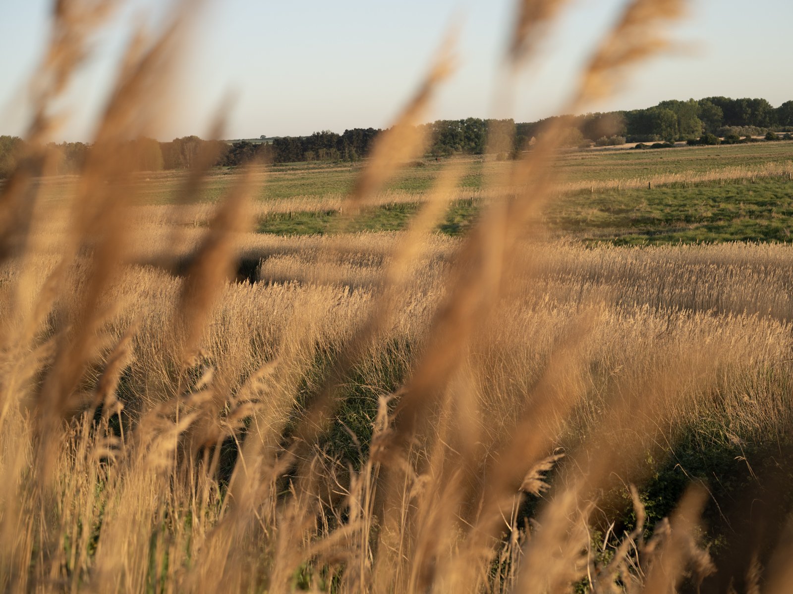 Hutton_Drove_Orchards_ACAM1245.jpg