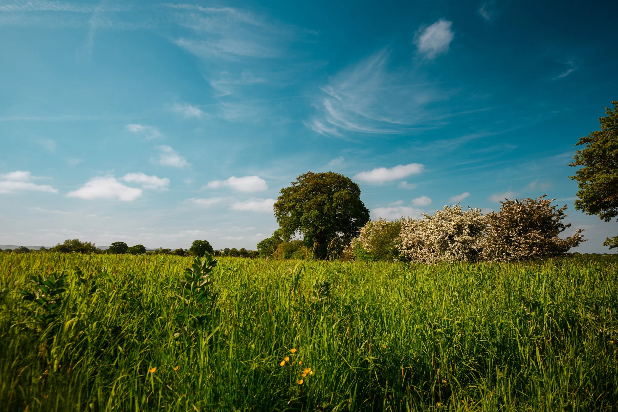 Colleymore Farm - Robies - Hedgerows-4431 (2).jpg