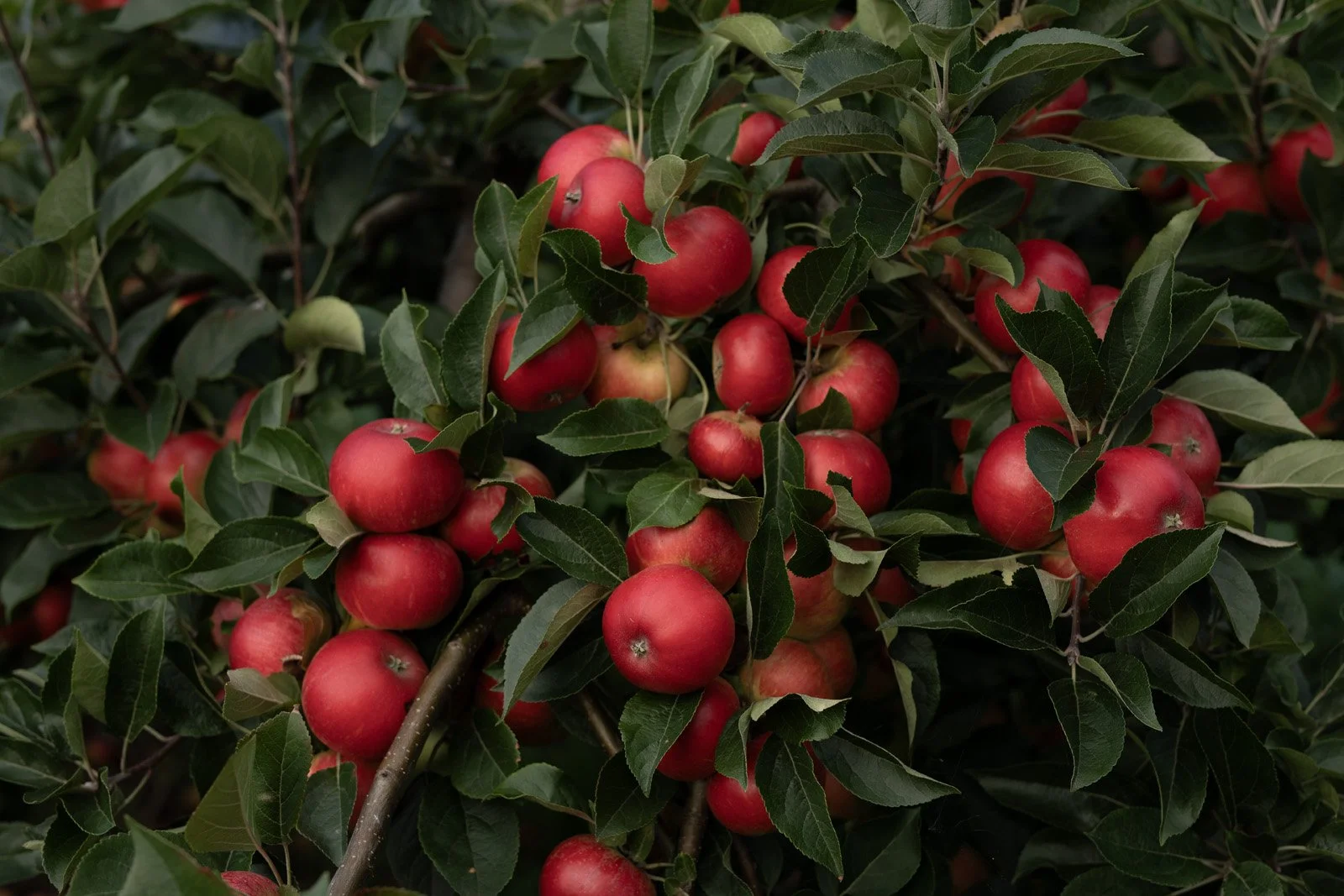 Drove_Orchards_Hutton_9906.jpg