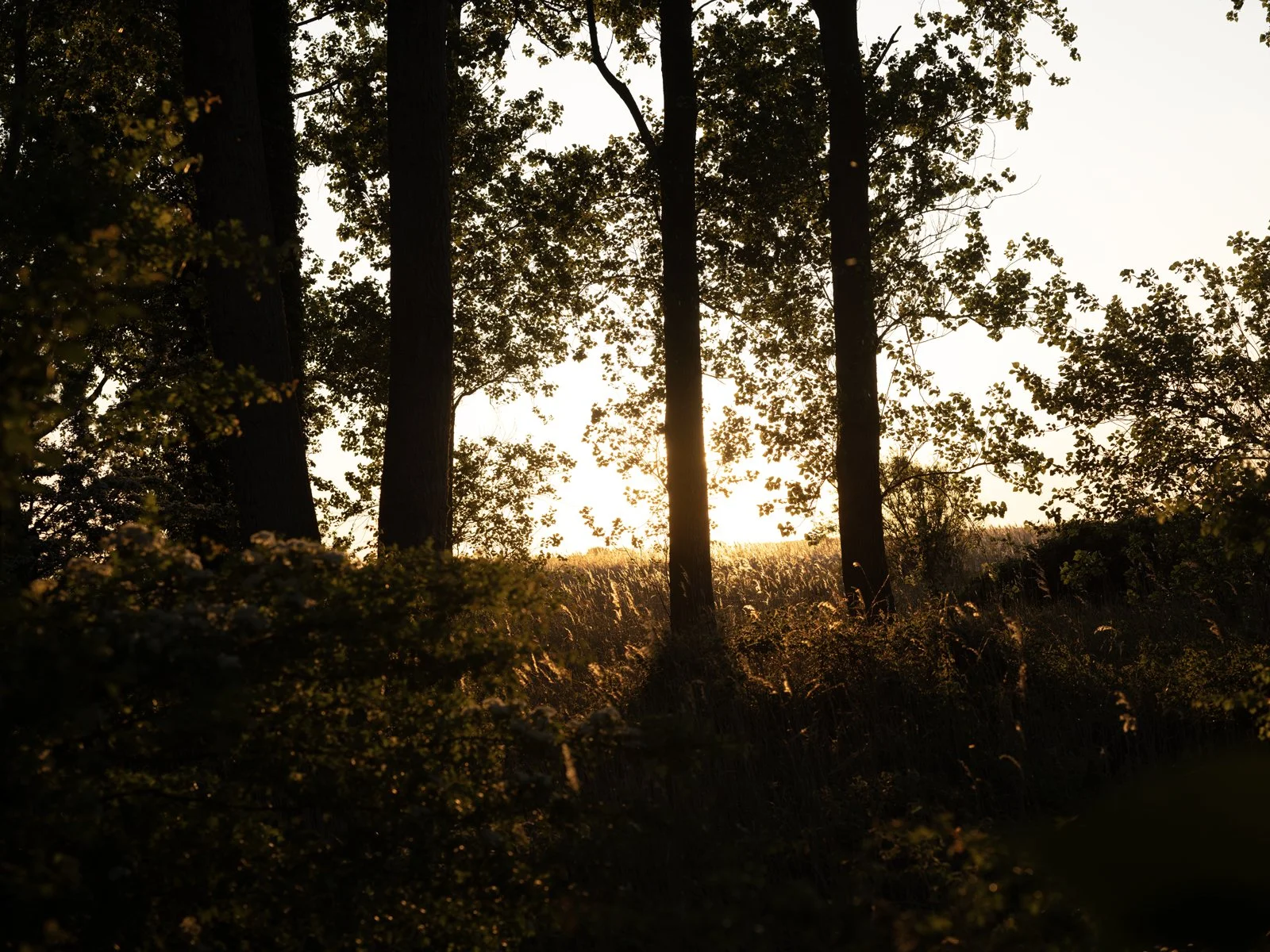 Hutton_Drove_Orchards_ACAM1292.jpg