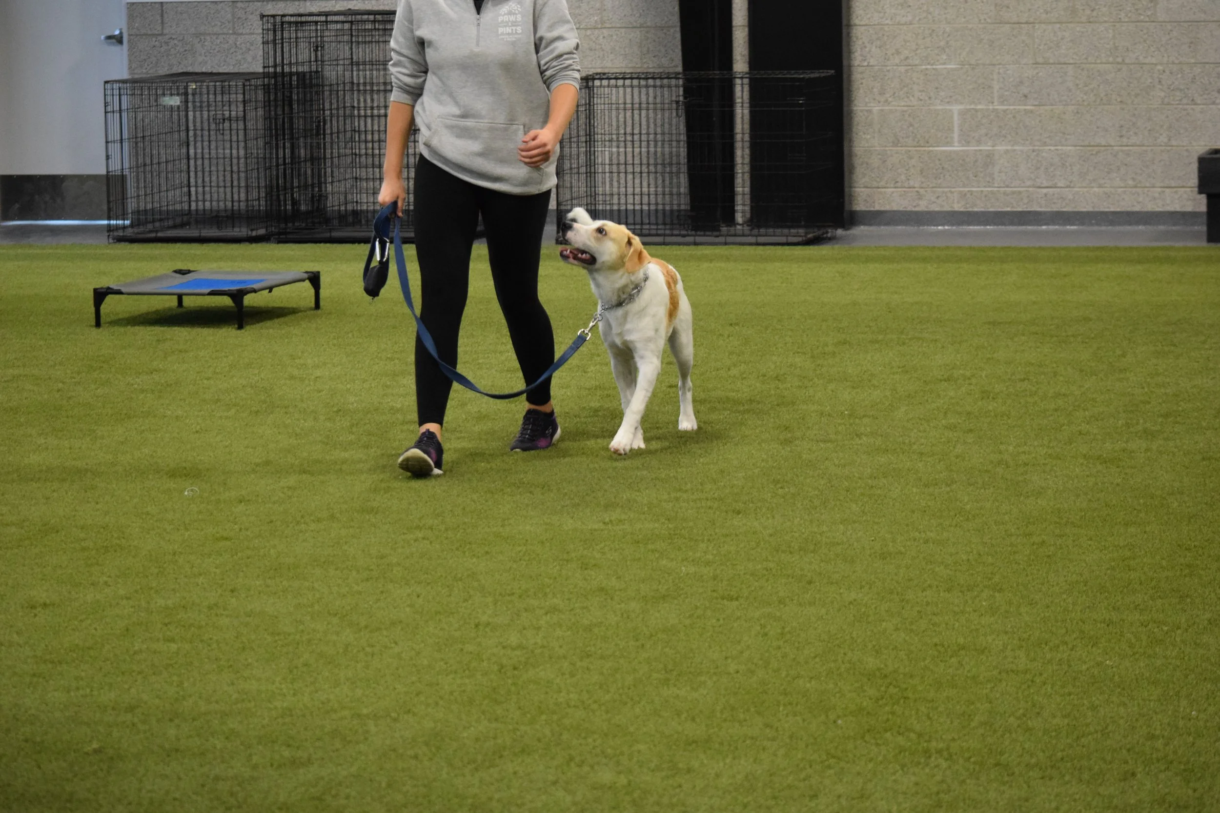 What to Expect From Your First Dog Training Class