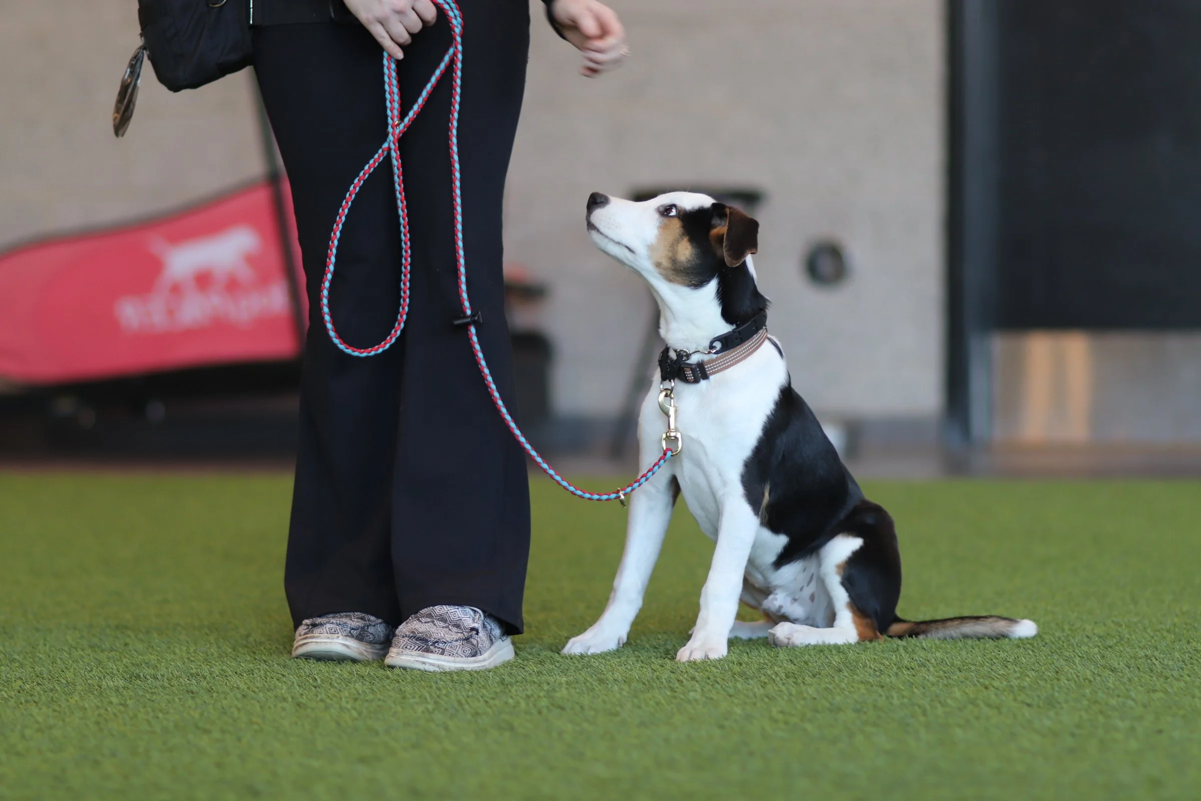 Puppy Training in Des Moines: Start Strong with Private Puppy Foundations Lessons