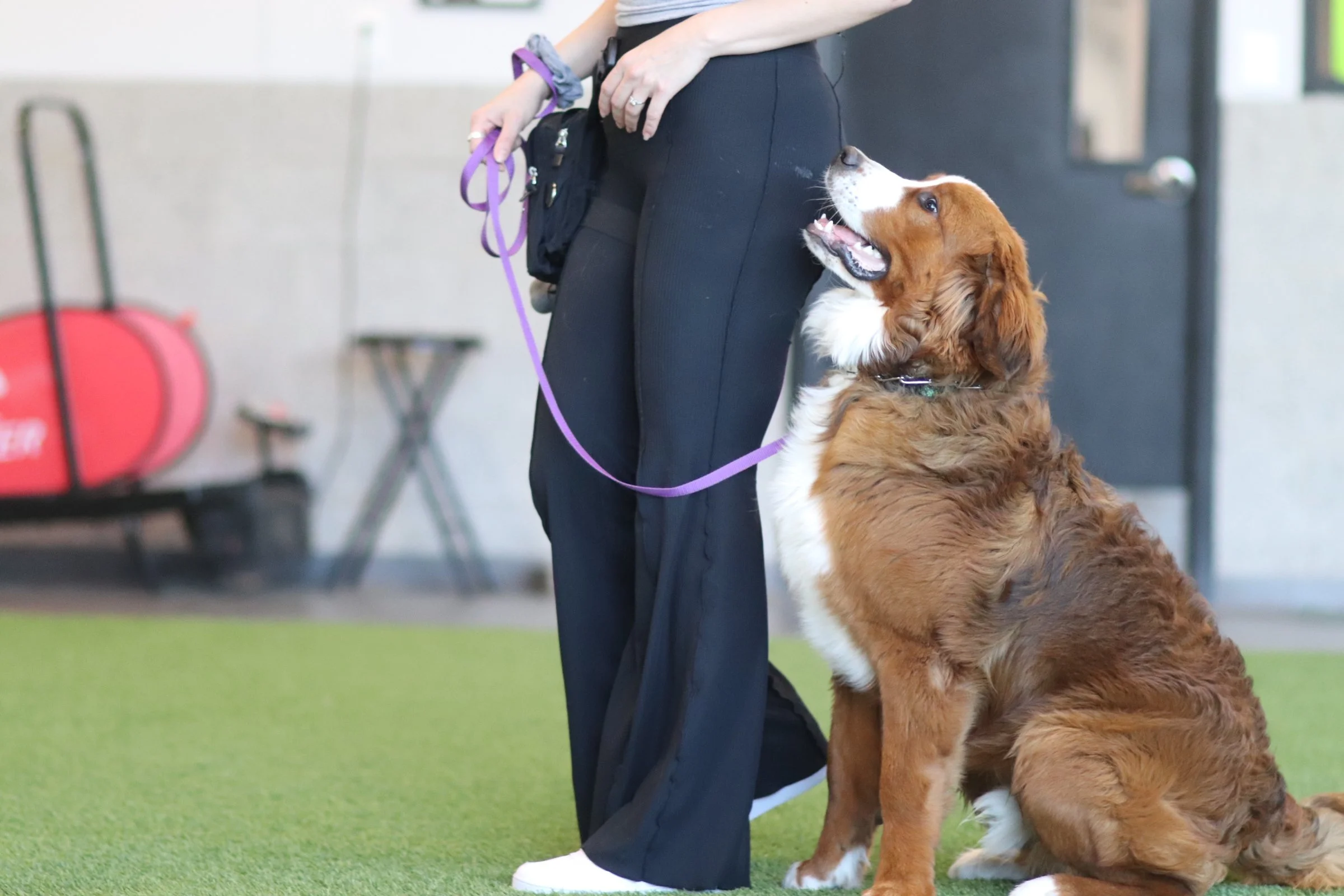 Why Structured Pack Walks Are Great for Dog Training