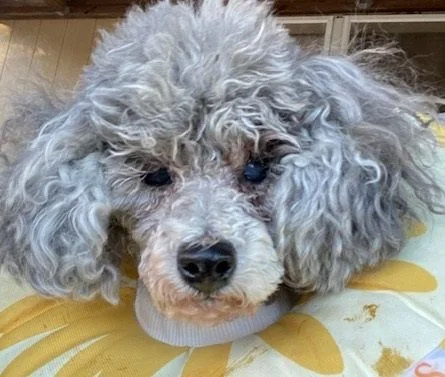 BeBe - 15 yrs